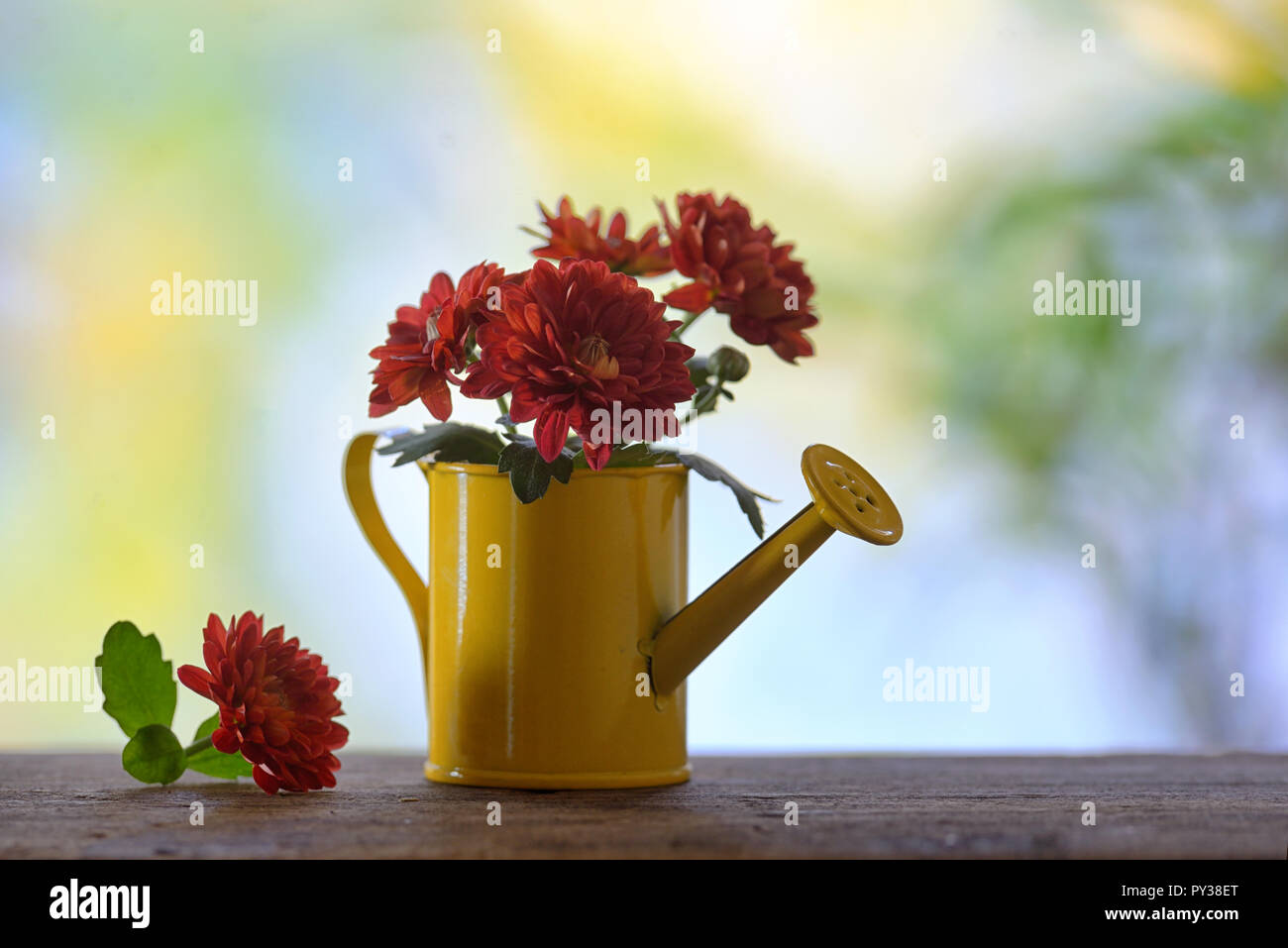 Rote Chrysanthemen in kleinen Gießkanne Stockfoto