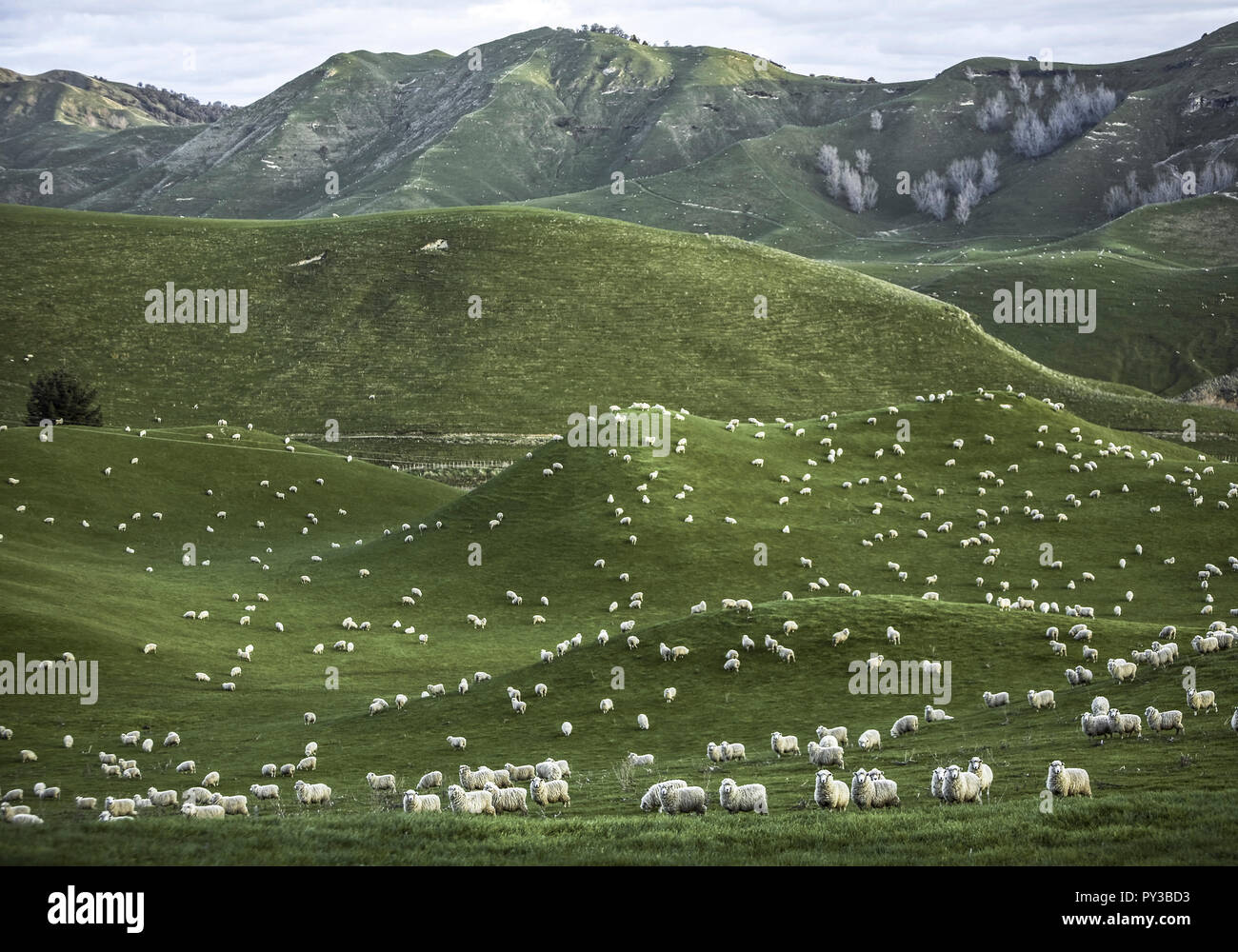 Neuseeland, Nordinsel, Coromandel Halbinsel Stockfoto