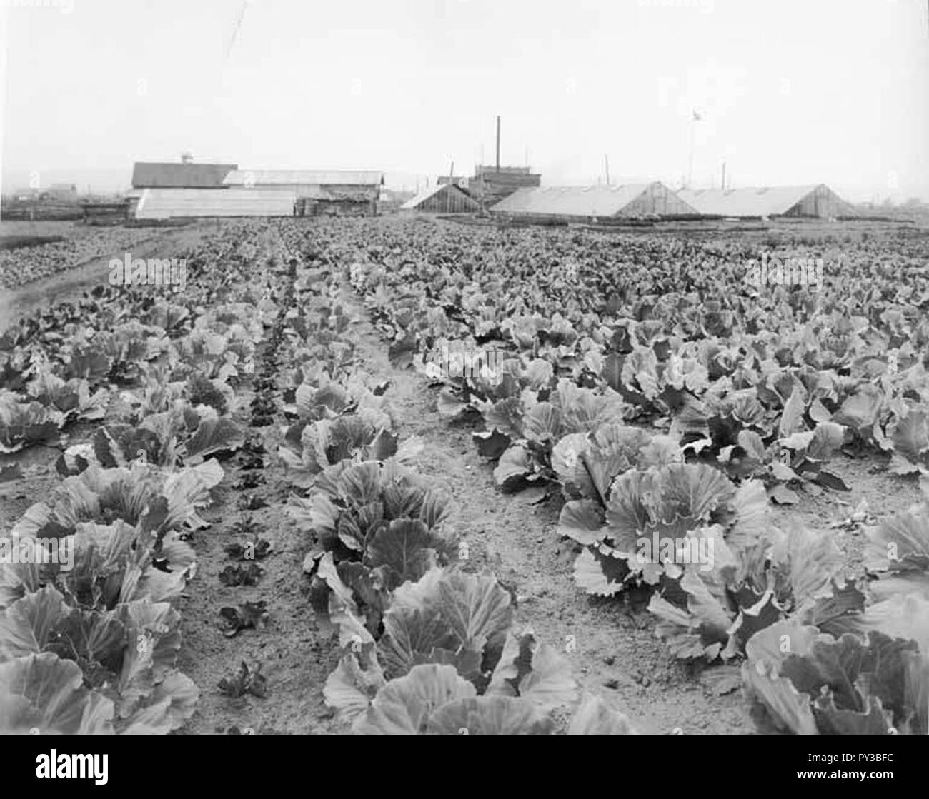 Kohl Ernte mit Gewächshäusern im Hintergrund, Fairbanks, ca 1914 (Curtis, 1957). Stockfoto