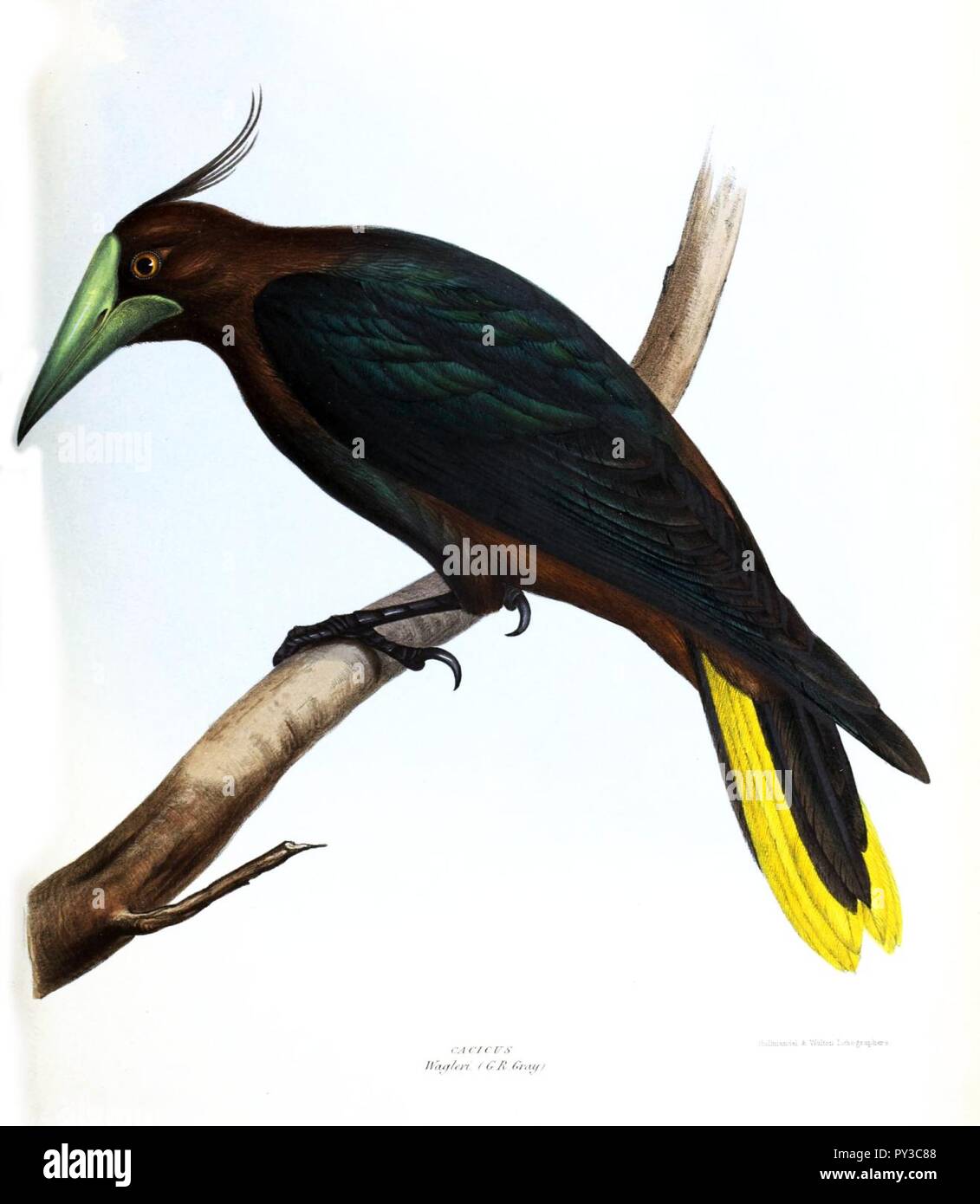 Wagleri cacicus Mitchell. Stockfoto