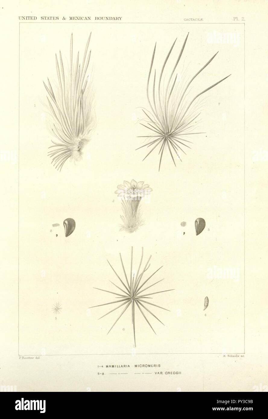 Cactaceae der Begrenzung (Platte 2) Stockfoto