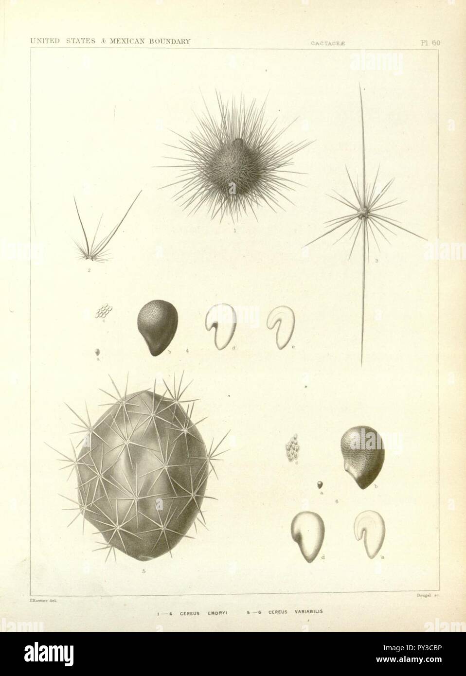 Cactaceae der Begrenzung (Platte 60) Stockfoto