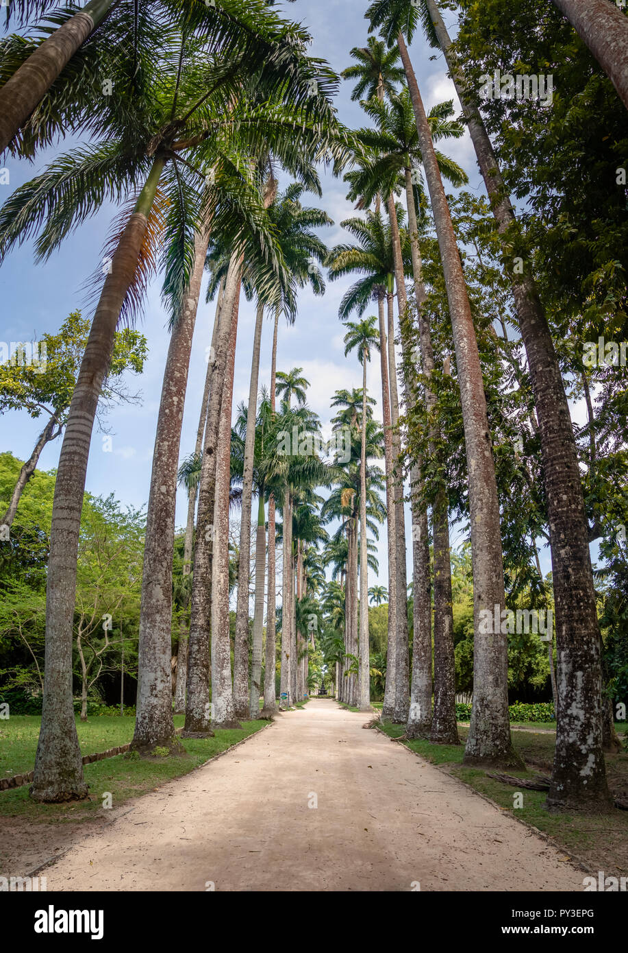 Avenue des Royal Palm Bäume am Jardim Botanico Botanischer Garten - Rio de Janeiro, Brasilien Stockfoto