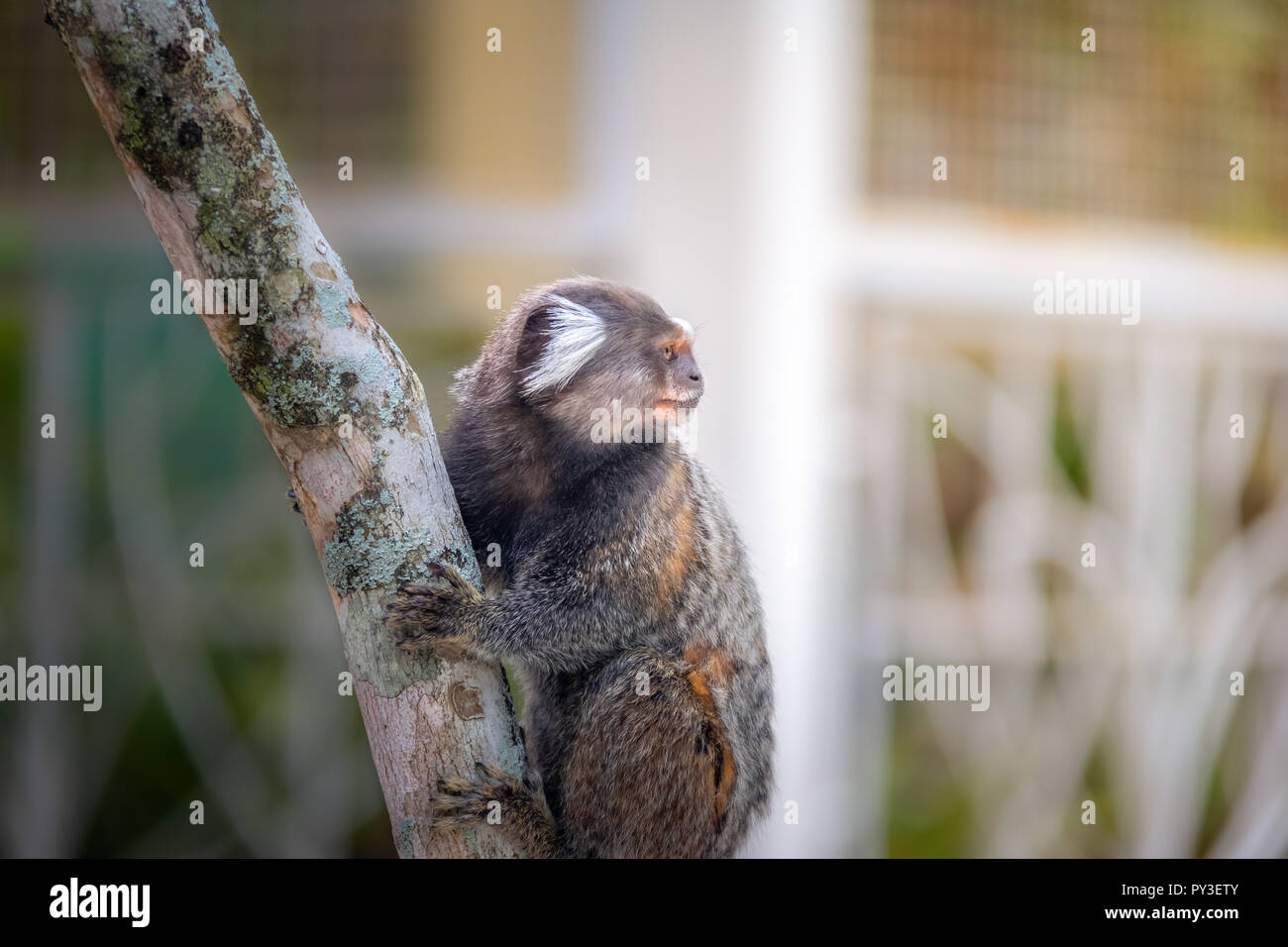 Gemeinsame marmosetten Affen - Rio de Janeiro, Brasilien Stockfoto