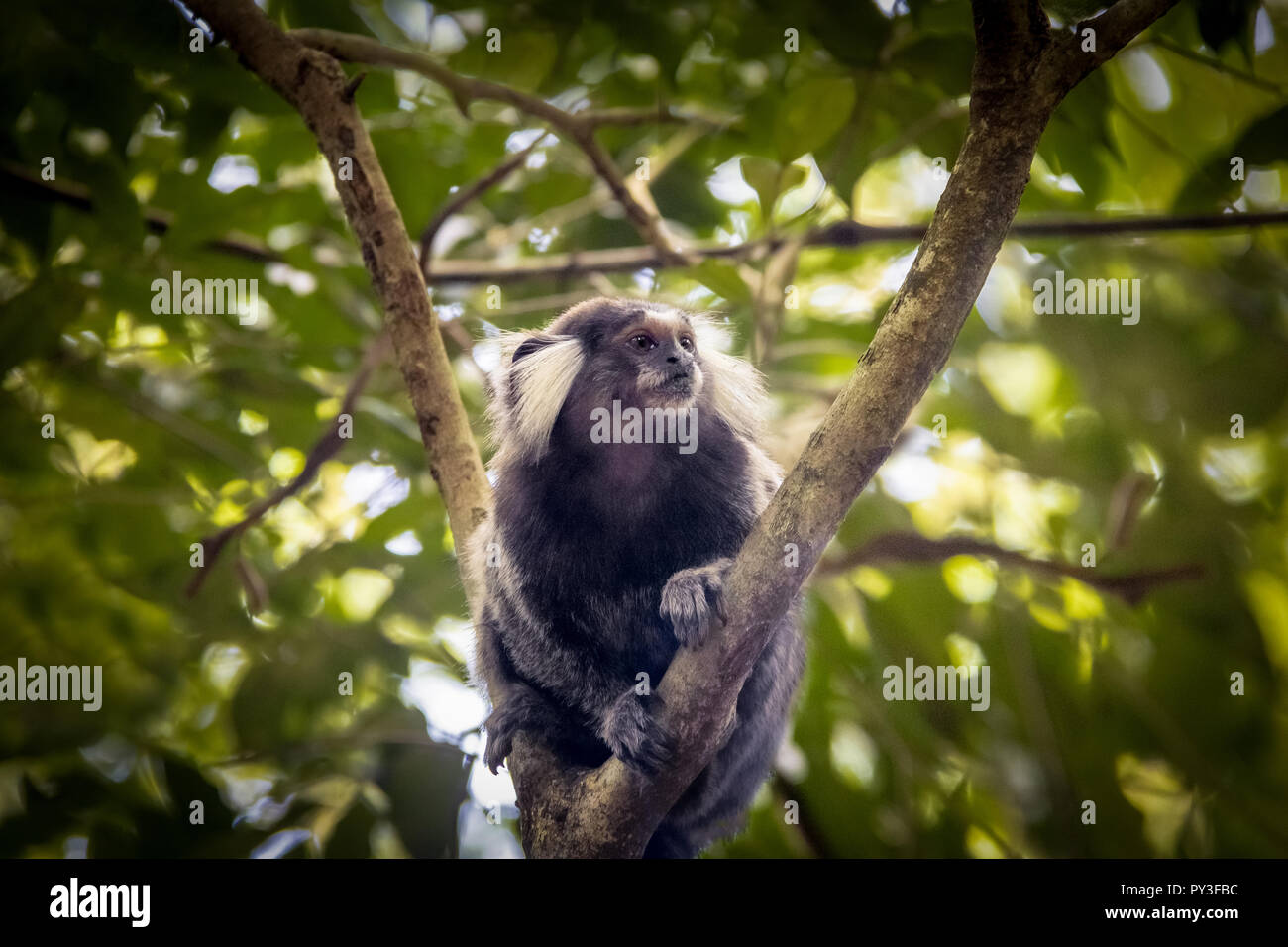 Gemeinsame marmosetten Affen an der Urca Bergweg - Rio de Janeiro, Brasilien Stockfoto