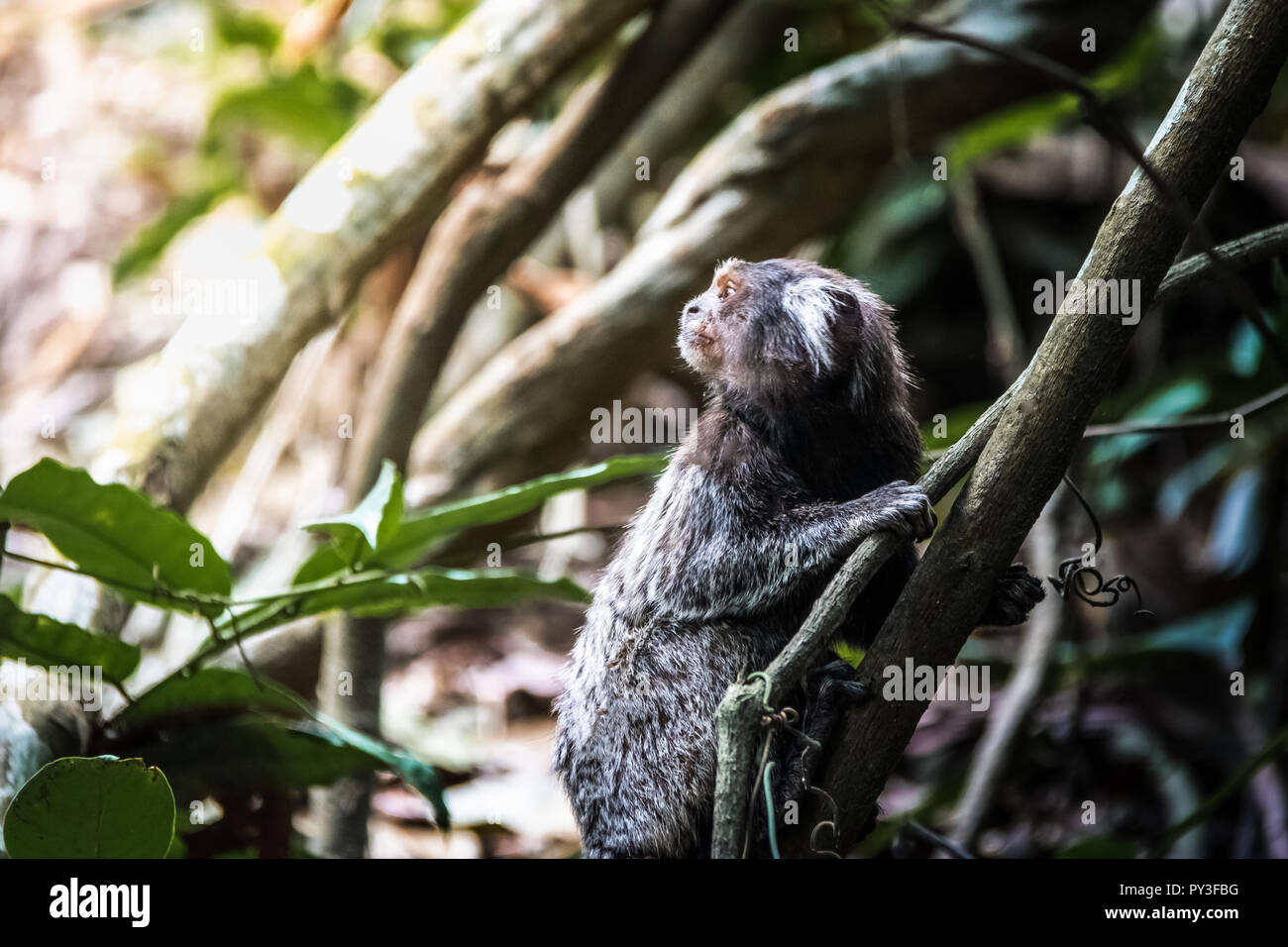 Gemeinsame marmosetten Affen an der Urca Bergweg - Rio de Janeiro, Brasilien Stockfoto