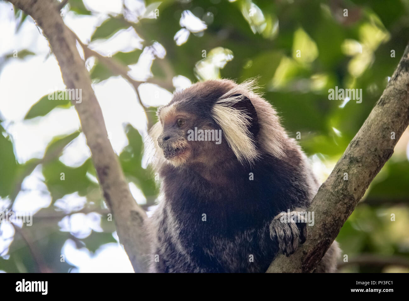 Gemeinsame marmosetten Affen an der Urca Bergweg - Rio de Janeiro, Brasilien Stockfoto