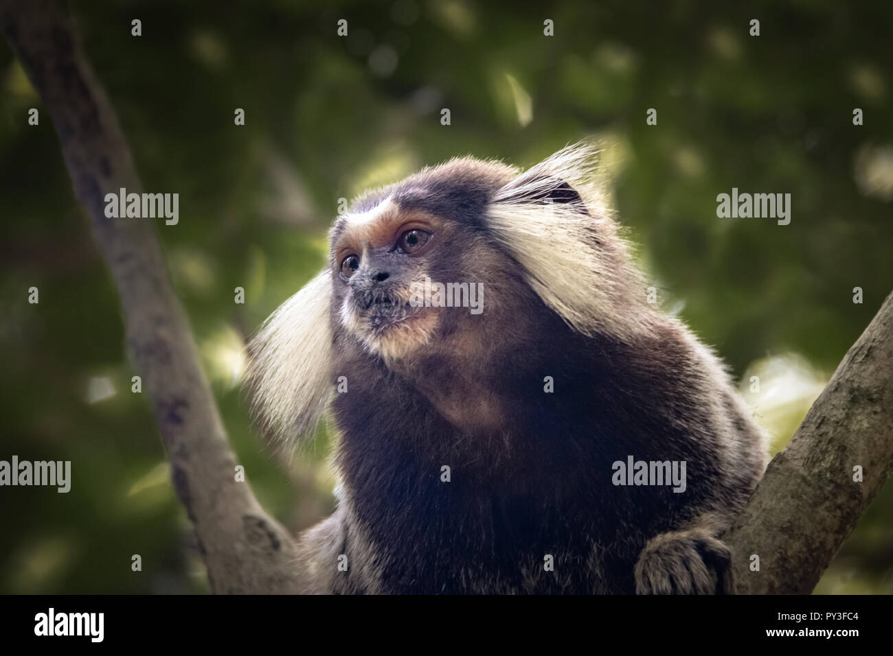 Gemeinsame marmosetten Affen an der Urca Bergweg - Rio de Janeiro, Brasilien Stockfoto