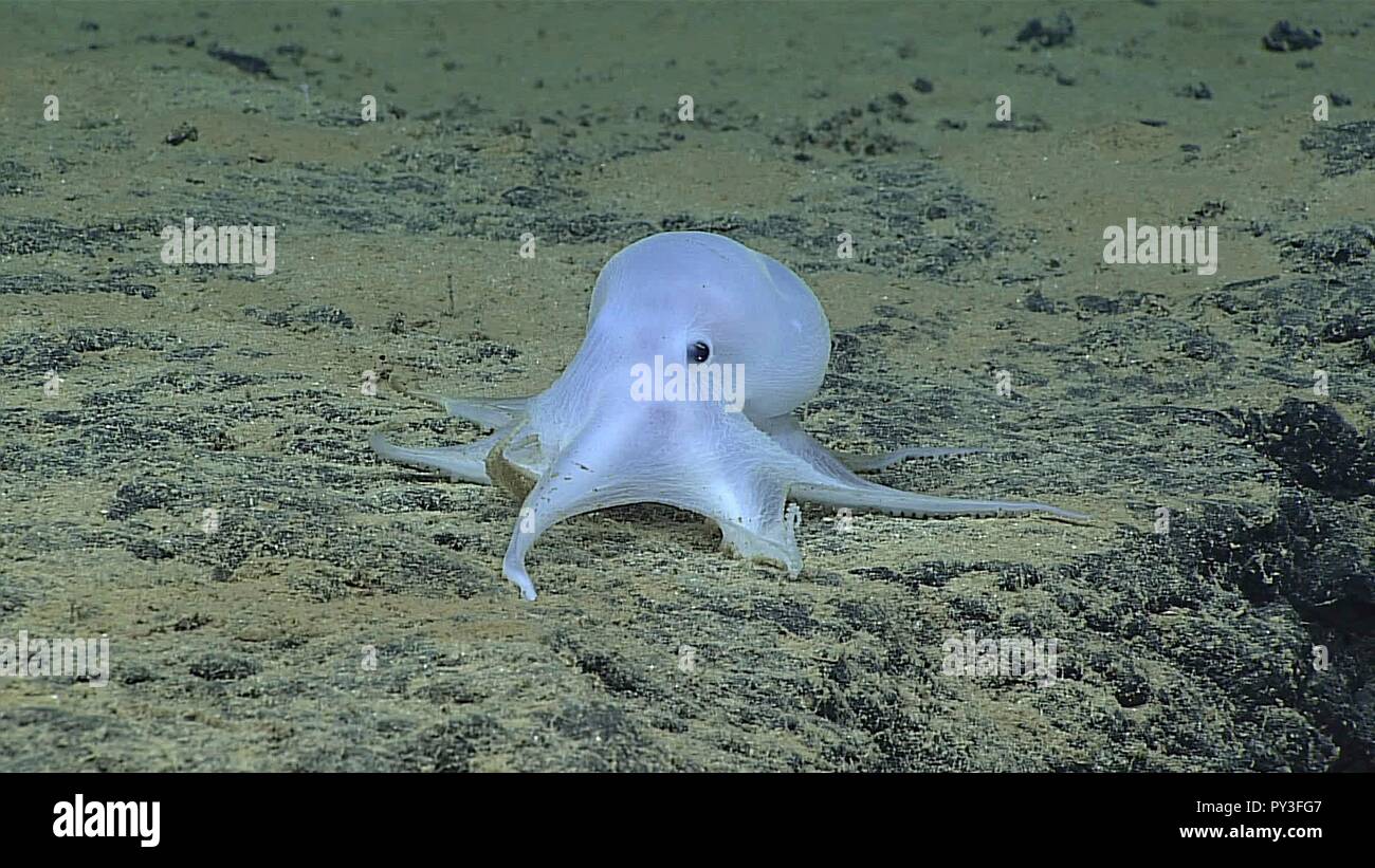 Eine geisterhafte Octopod einer UNO-beschriebenen Arten und kann nicht auf alle bekannten Gattung bei 4,290 Metern während der tiefseeforschung der Seamounts im mittlerem - pazifischer Bergen gesehen während des remote Ocean Exploration mission Moana Hohonu 2016 März 2, 2016 Aus der Hawaiianischen Inseln gehören. Stockfoto