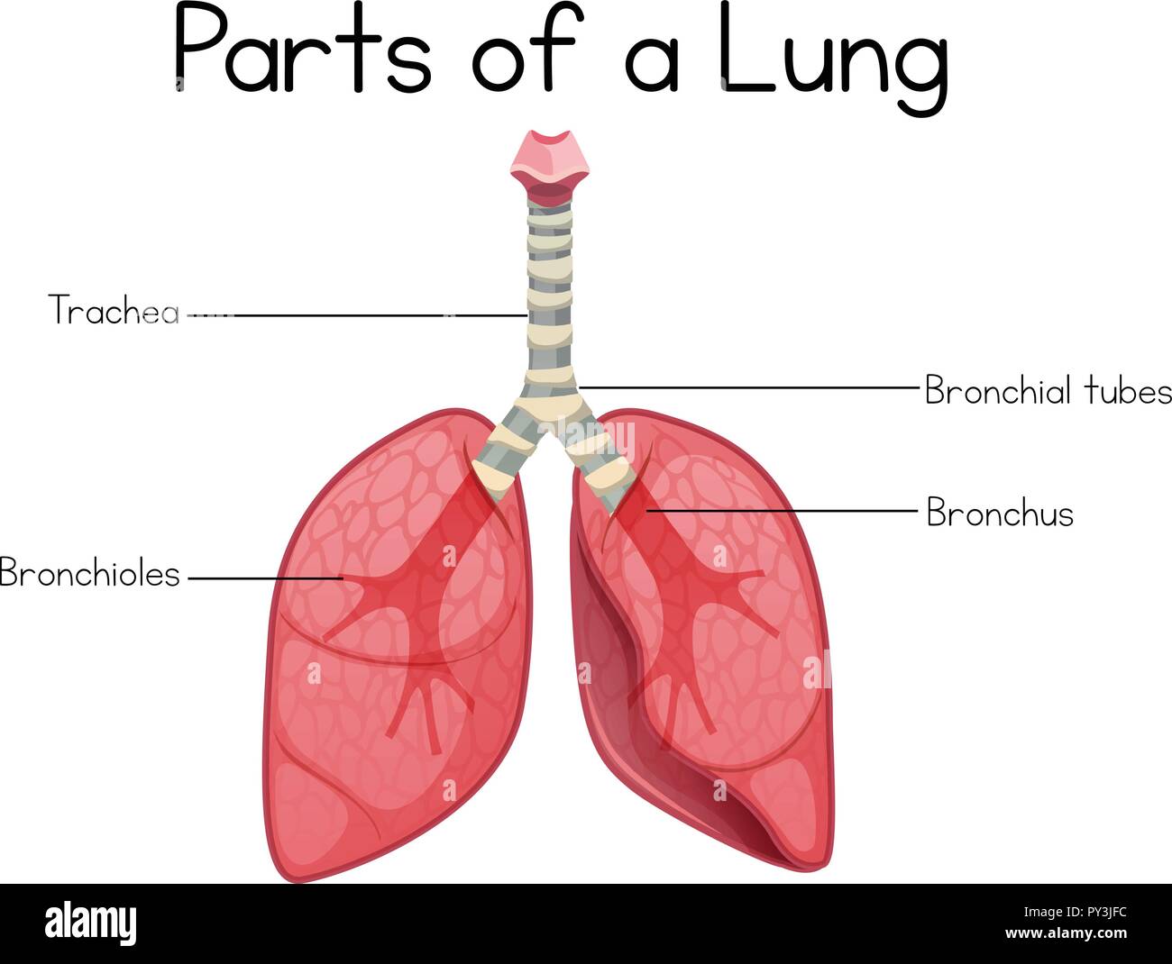 Teile der Lunge auf weißem Hintergrund Abbildung Stock Vektor