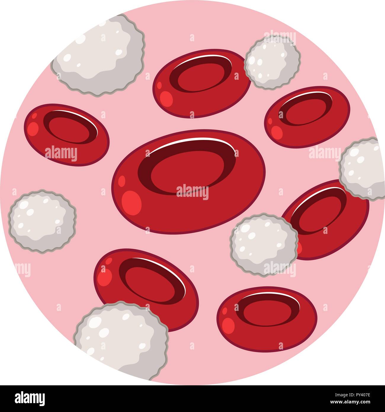 Rote und weiße Blutkörperchen Abbildung Stock-Vektorgrafik - Alamy