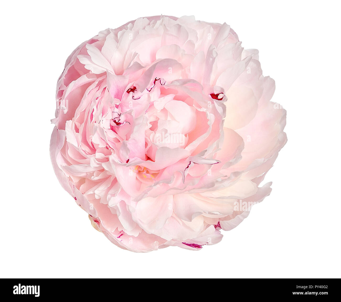 Sanfte rosa mit cremiger Pfingstrose mit flauschigen, rüschen Blüten Nahaufnahme, auf weißem Hintergrund. Romantische Blumenmuster Stockfoto