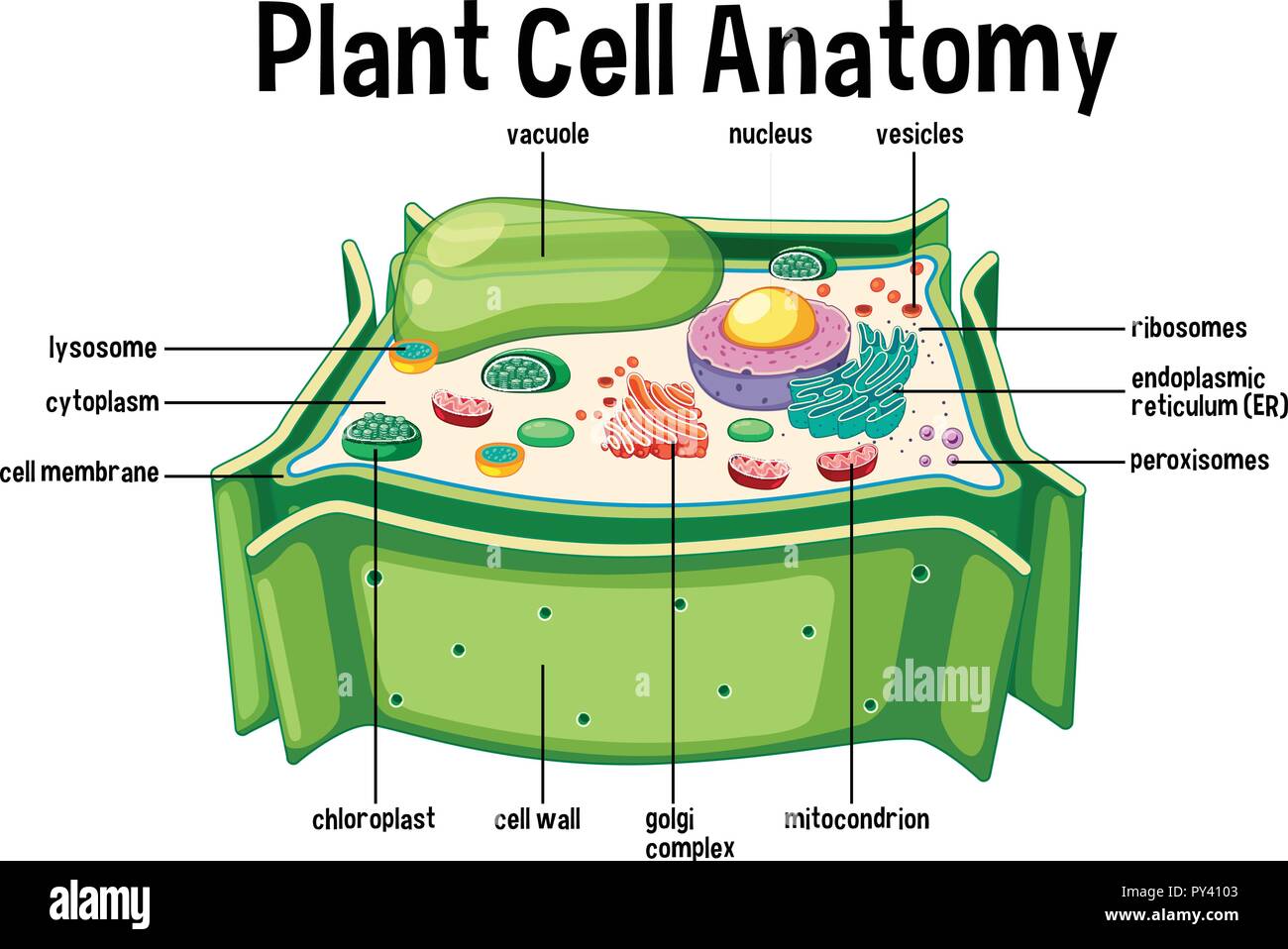 Pflanzenzelle Anatomie Diagramm Abbildung Stock Vektor