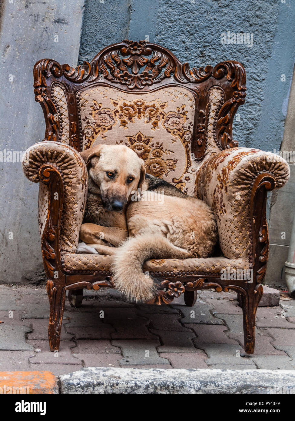 Istanbul, Türkei, April 5. 2012: Straße Hund zusammengerollt in einem reich verzierten Stuhl auf der Straße. Stockfoto