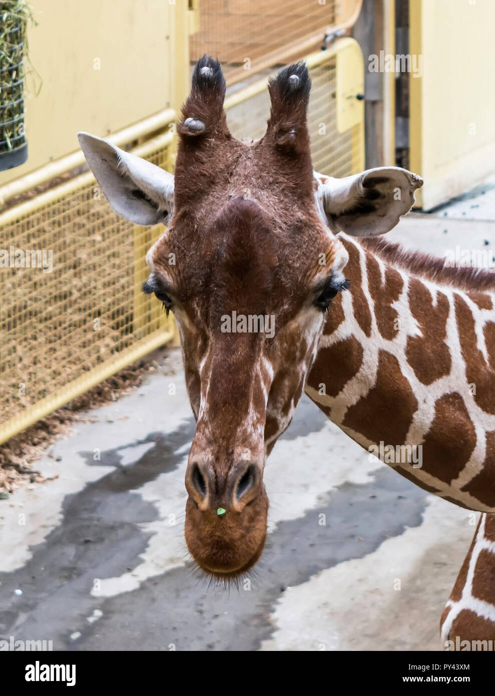 Closeup Portrait von netzgiraffe (Giraffa Camelopardalis reticulata), auch als die somalischen Giraffe bekannt. Stockfoto