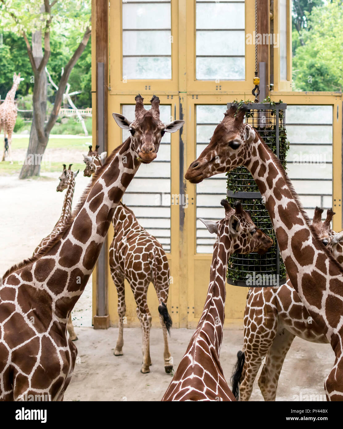 Netzgiraffen (Giraffa Camelopardalis reticulata), auch bekannt als der somalischen Giraffen, nach der Fütterung. Stockfoto