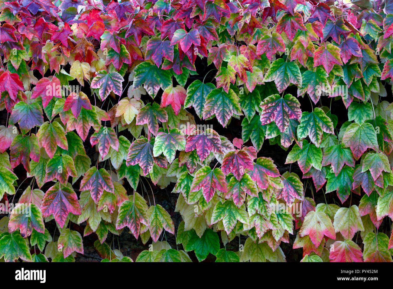 Boston Efeu, Parthenocissus tricuspidata, auch genannt grape Ivy, und Japanische  Efeu, oder Japanischen Kriechgang und durch den Namen Woodbine  Stockfotografie - Alamy