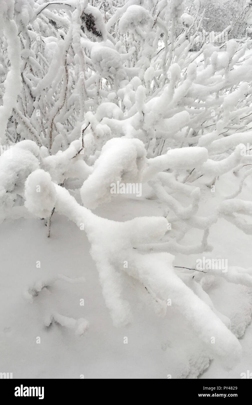 Winter Frost Äste Schnee und Eis bedeckt. Winter Hintergrund. Stockfoto