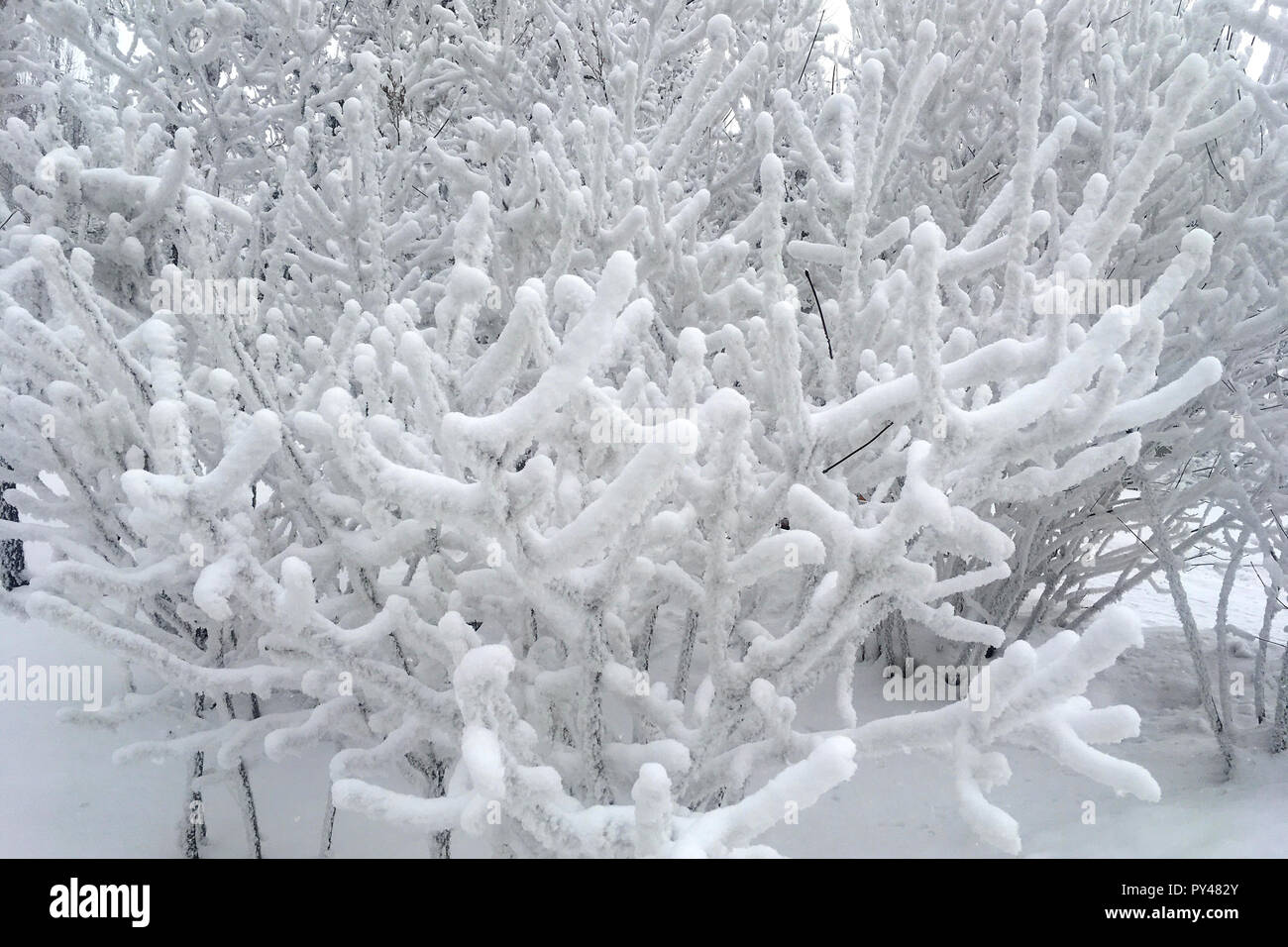 Winter Frost Äste Schnee und Eis bedeckt. Winter Hintergrund. Stockfoto