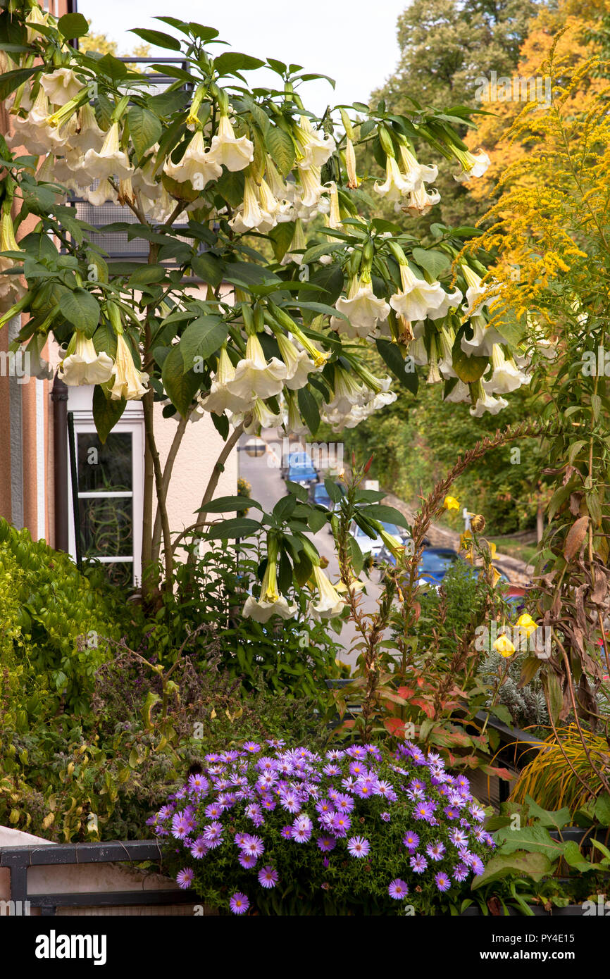 Blühende Engel Trompete (lat. Brugmansia) auf einem Balkon. bluehende Engelstrompete (lat. Brugmansia) mit einem Balkon. Stockfoto