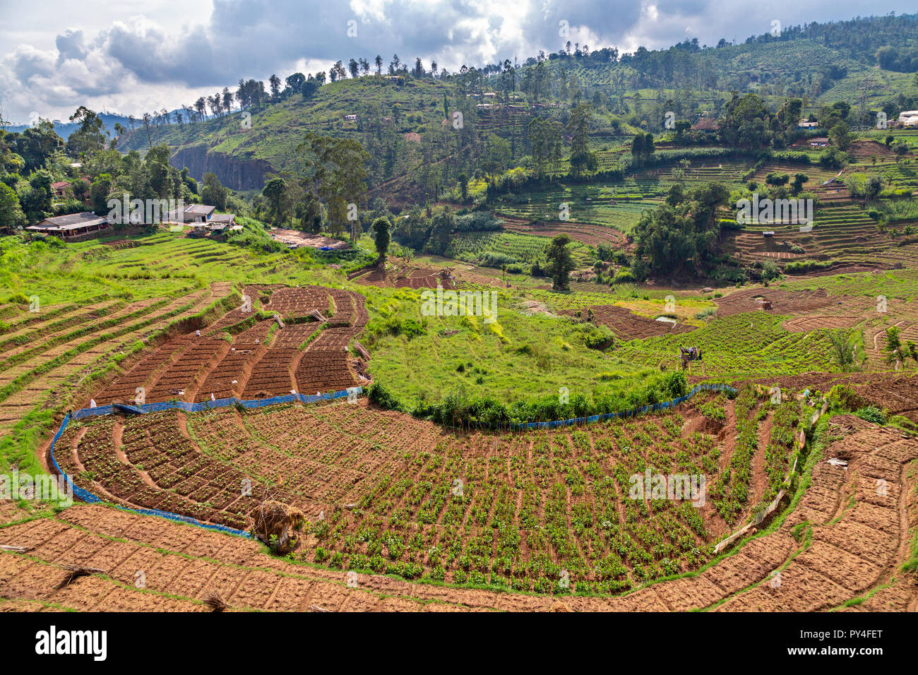 Landwirtschaftliche Felder in Sri Lanka Stockfoto