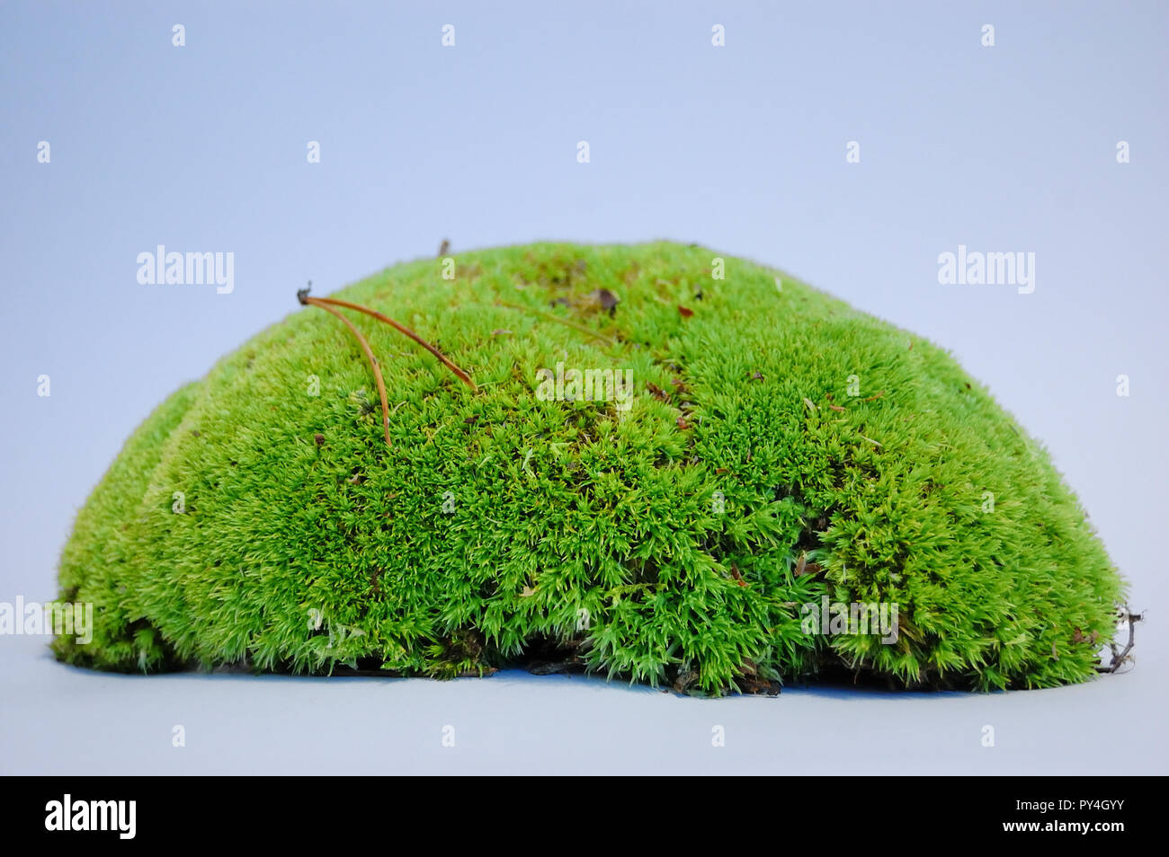 Bryophyta Moos auf weißem Hintergrund Stockfoto