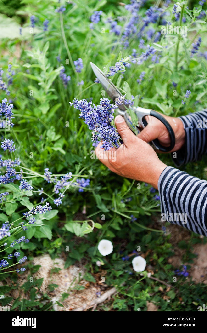 Landarbeiter ernten Lavendel von Hand. Stockfoto