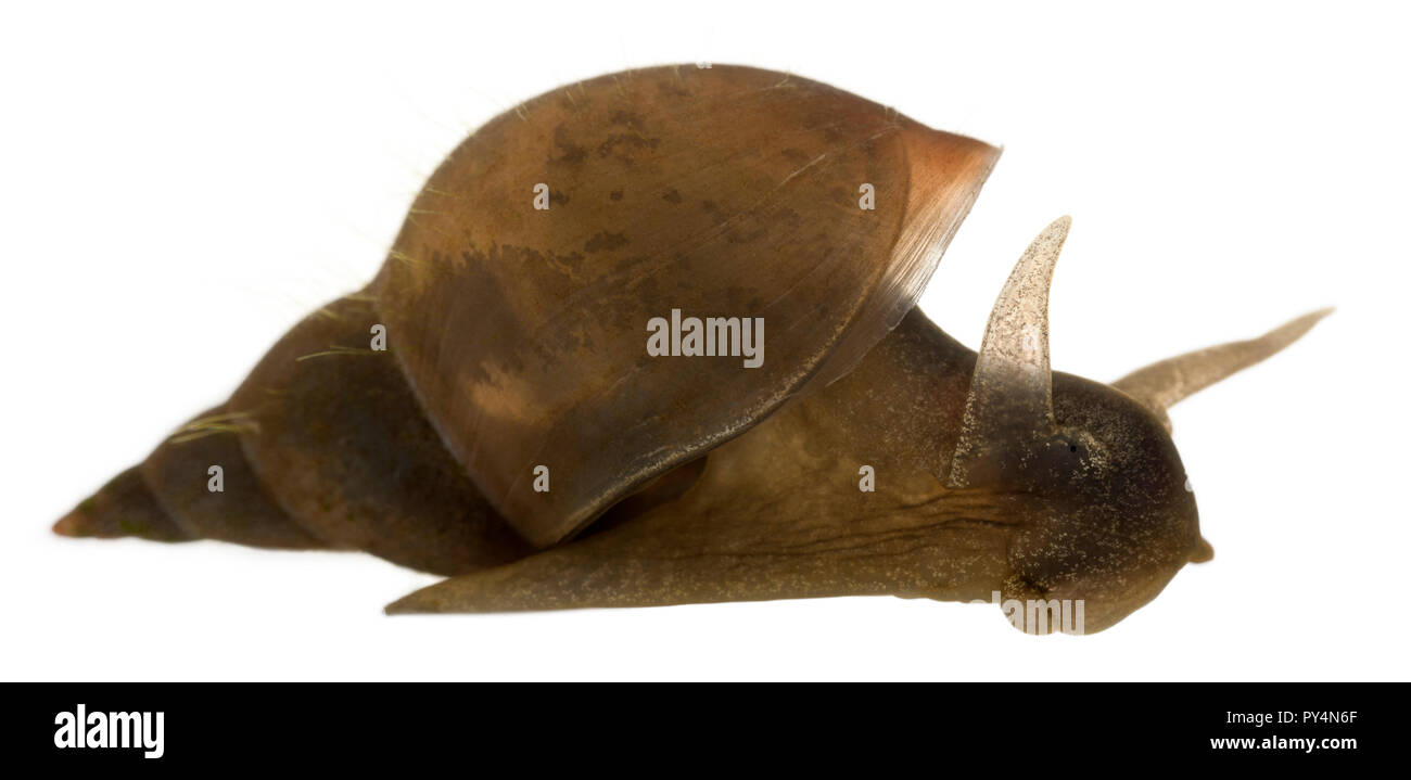 Großen Teich Schnecke Lymnaea stagnalis, eine Spezies Süßwasser Schnecke, vor weißem Hintergrund Stockfoto