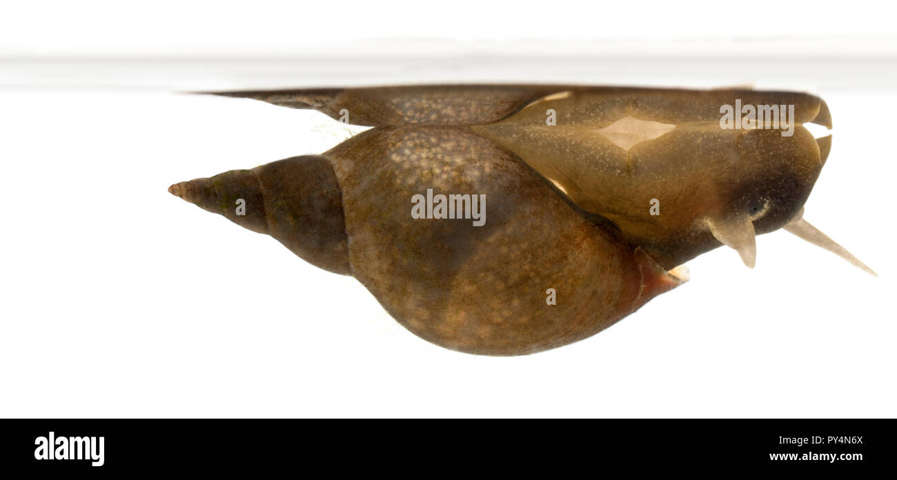 Großen Teich Schnecke Lymnaea stagnalis, eine Spezies Süßwasser Schnecke, vor weißem Hintergrund Stockfoto