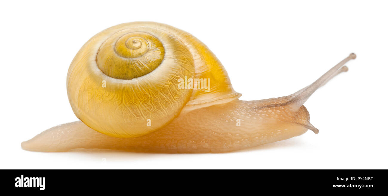 Grove Schnecke oder braun-lippigen Schnecke ohne dunkle Aufleimkanten, Cepaea nemoralis, vor weißem Hintergrund Stockfoto