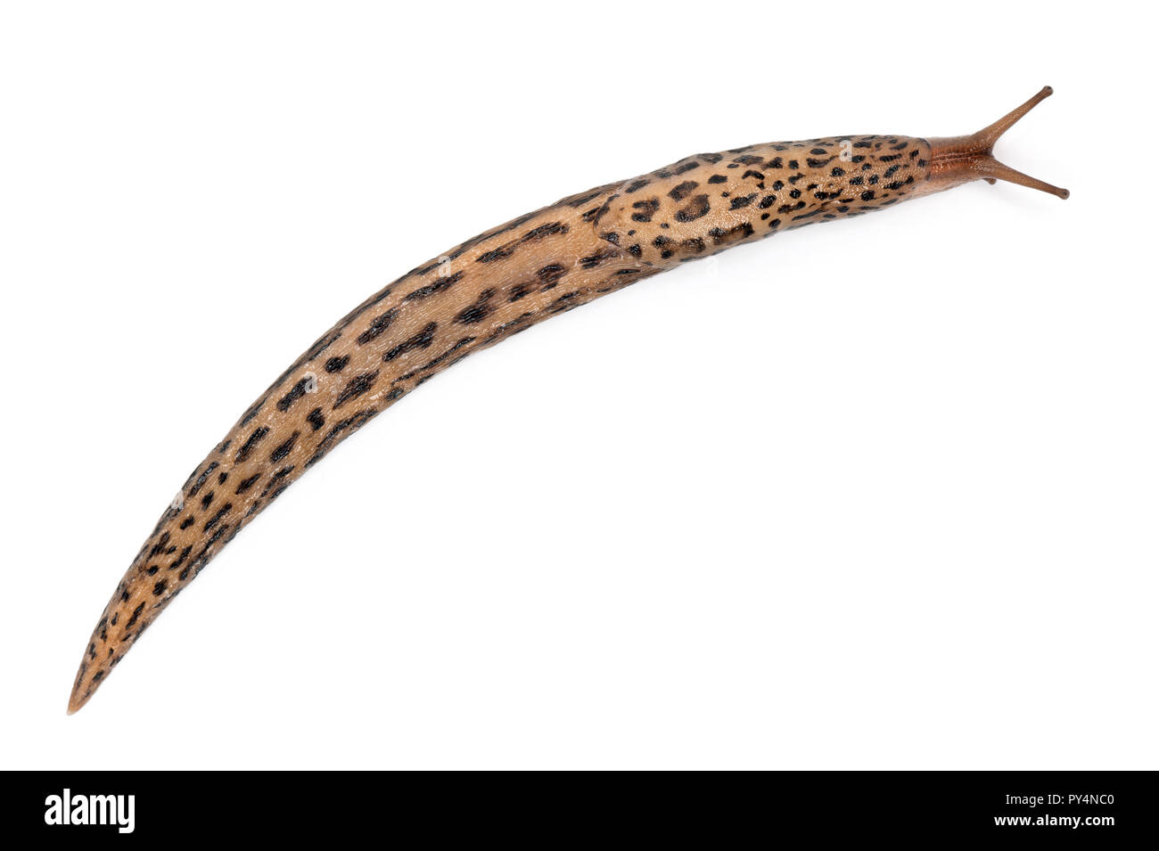 Leopard Slug - limax Maximus, vor weißem Hintergrund Stockfoto
