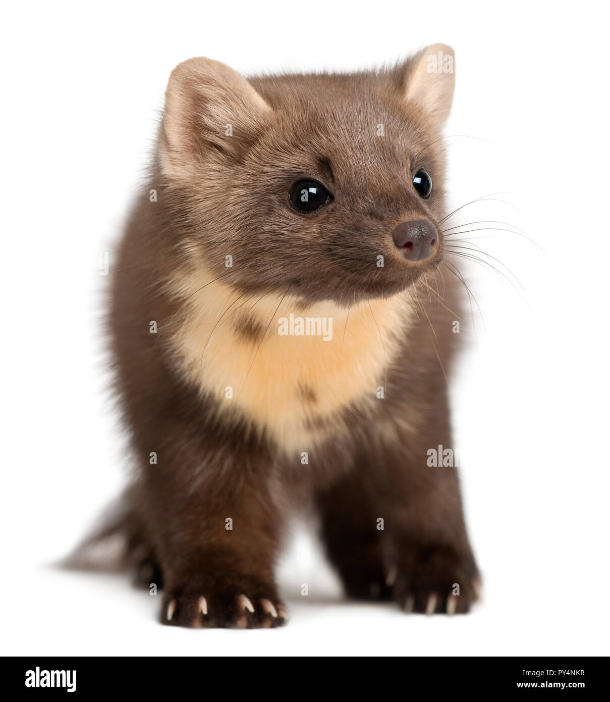 Europäische Marder oder Marder, Martes martes, 4 Jahre alt, stehend vor weißem Hintergrund Stockfoto