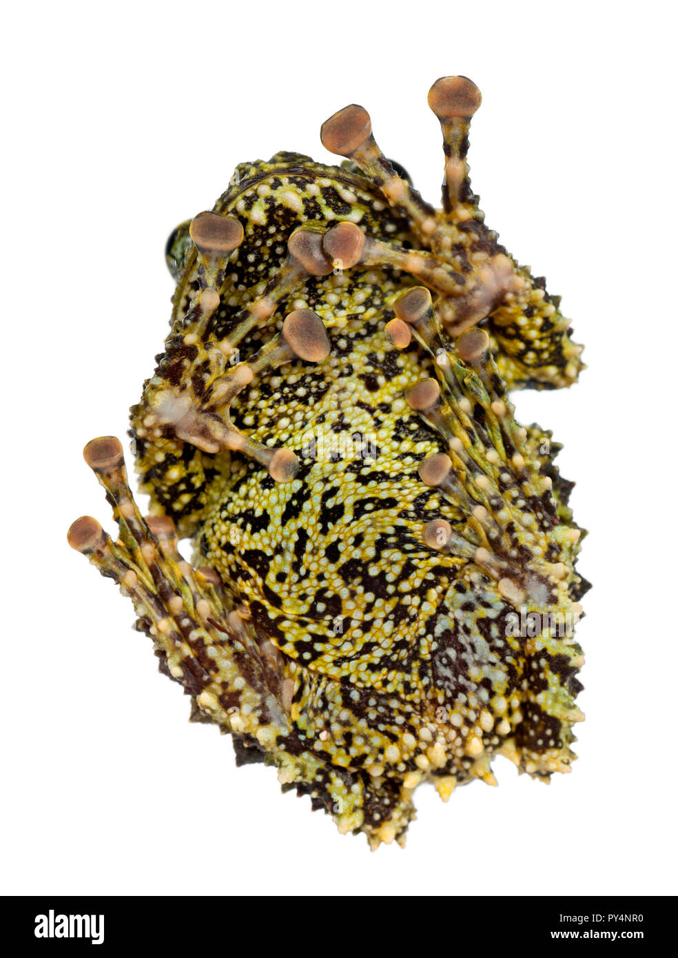 Moosigen Frosch, Theloderma Corticale, auch bekannt als vietnamesische moosigen Frosch oder Tonkin Bug-eyed Frosch, vor weißem Hintergrund Stockfoto