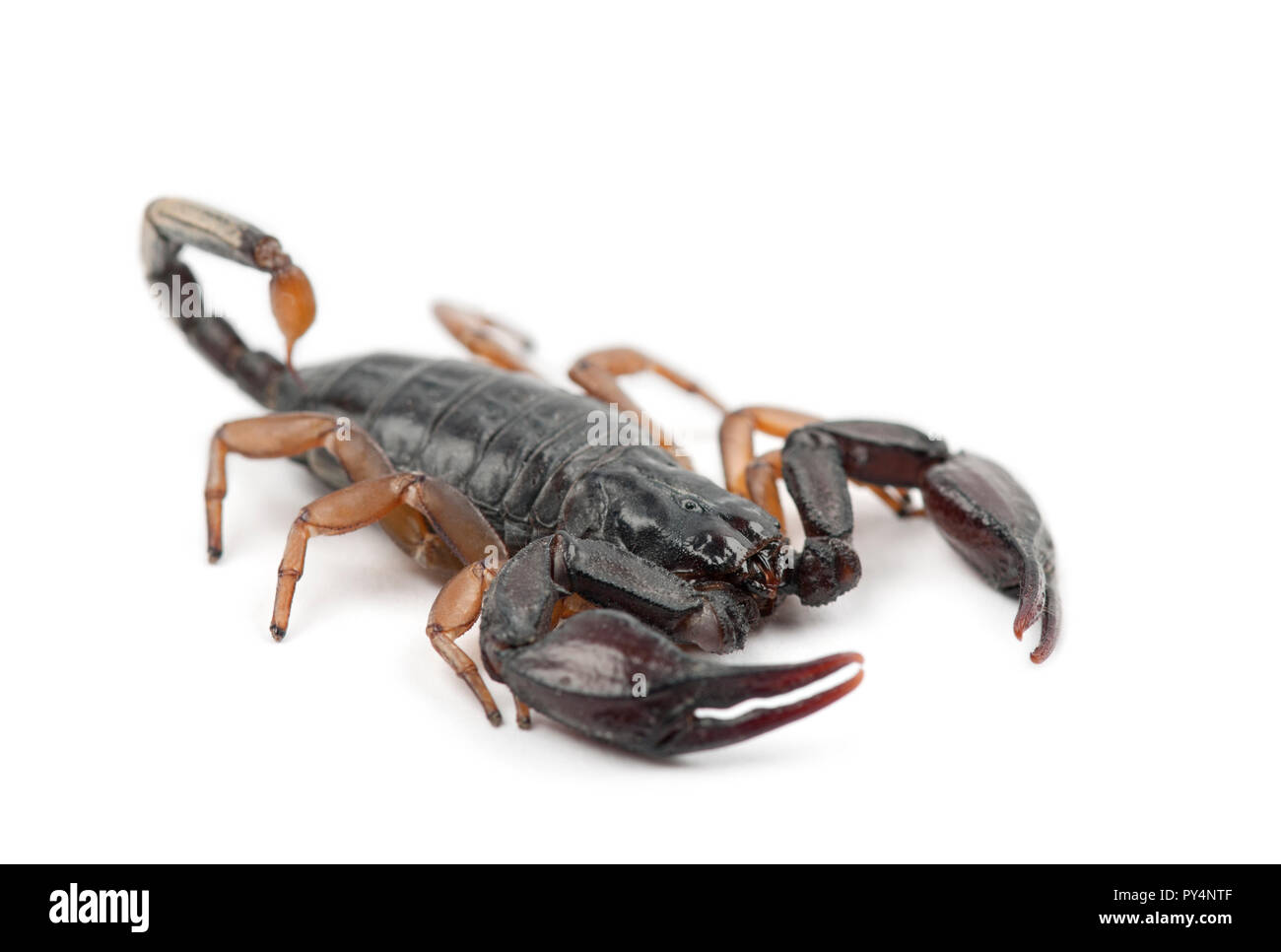 Europäischen Yellow-Tailed Scorpion, Euscorpius flavicaudis, vor weißem Hintergrund Stockfoto