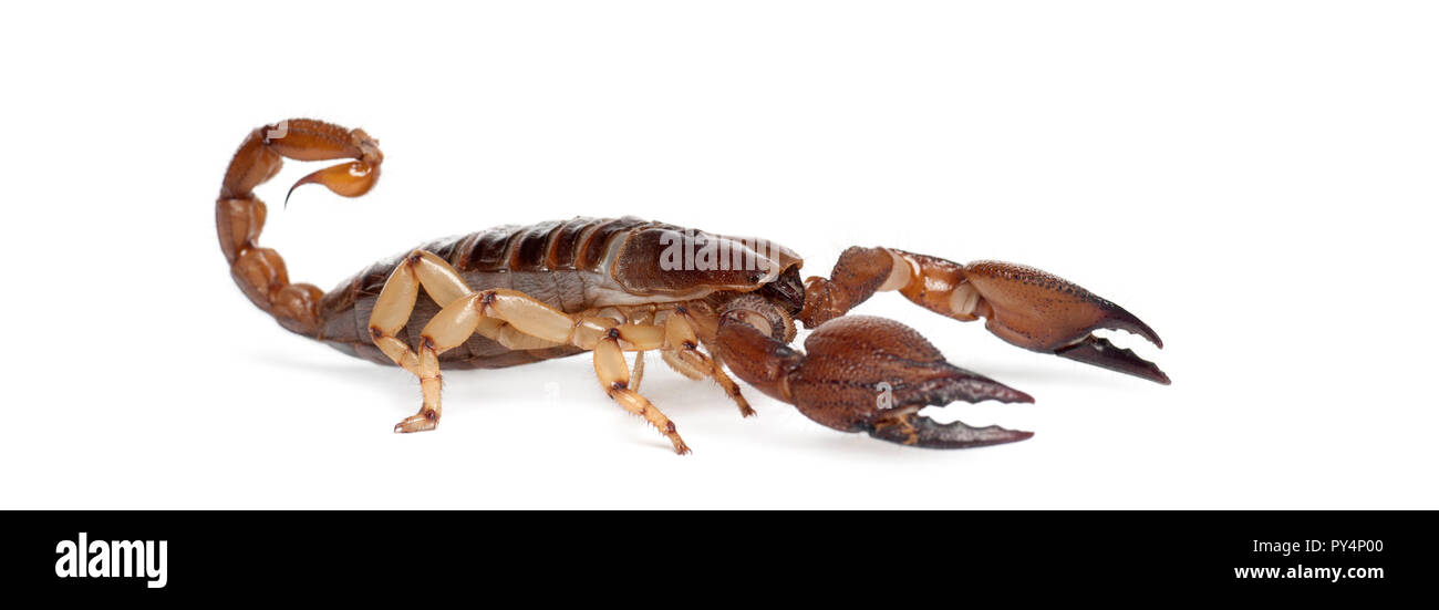 Glänzend grabenden Scorpion oder gelben Beinen kriechen Opistophthalmus glabrifrons, Scorpion, vor weißem Hintergrund Stockfoto