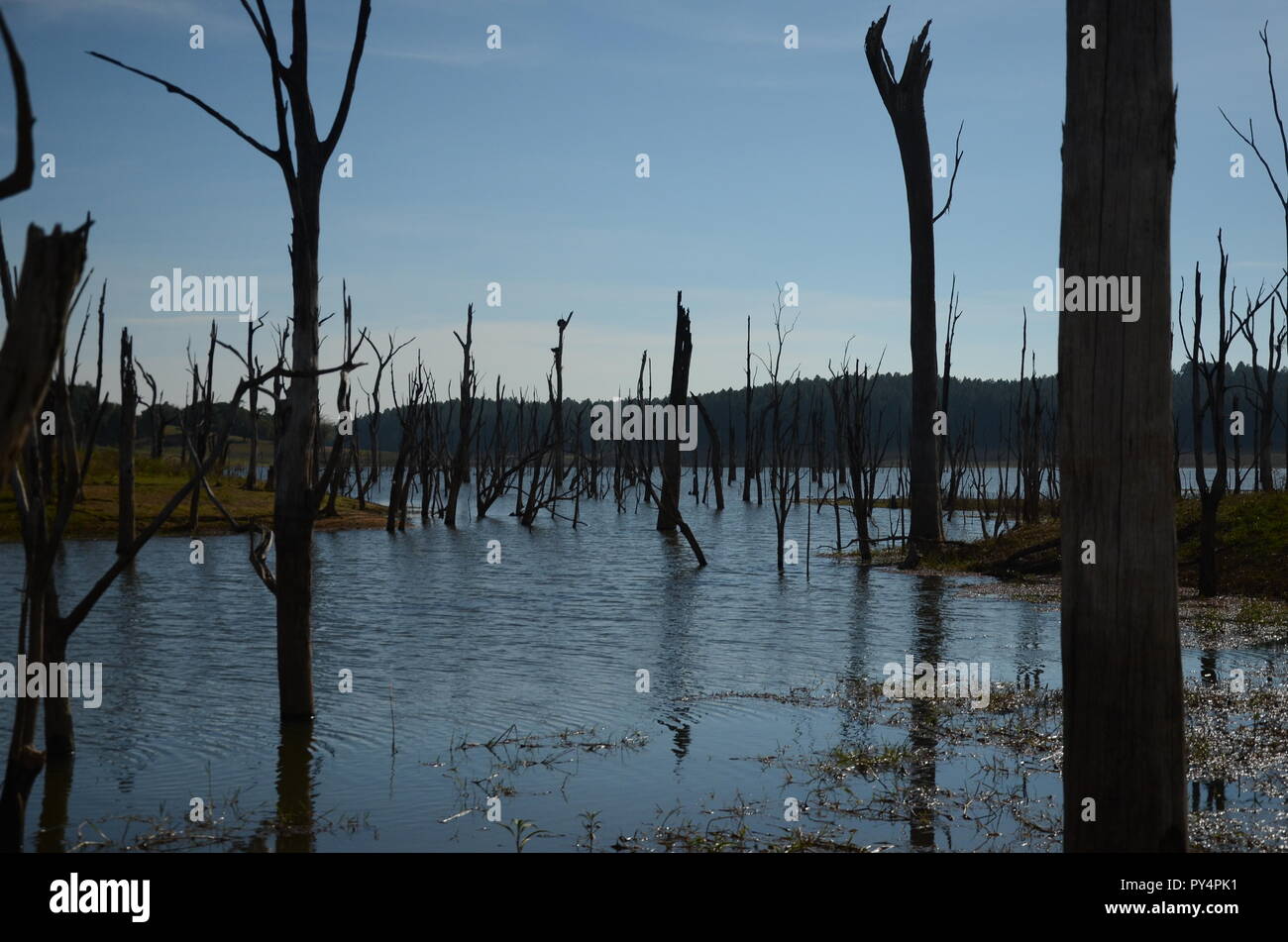 Lake Tinaroo Stockfoto