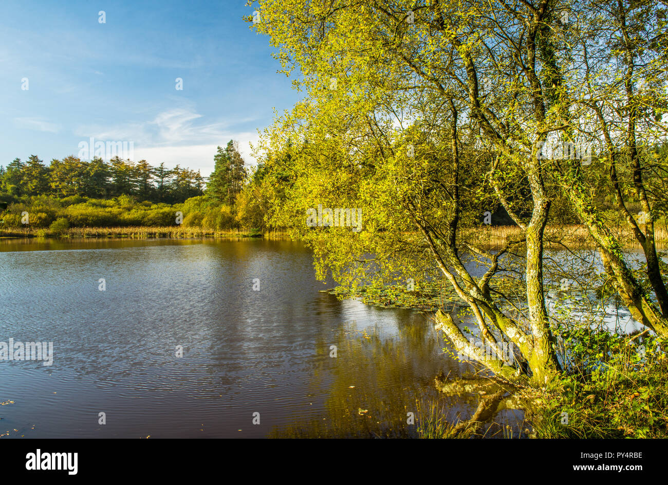 Pysgodlyn Angelsee Hensol Forest Vale von Glamorgan South Wales Stockfoto