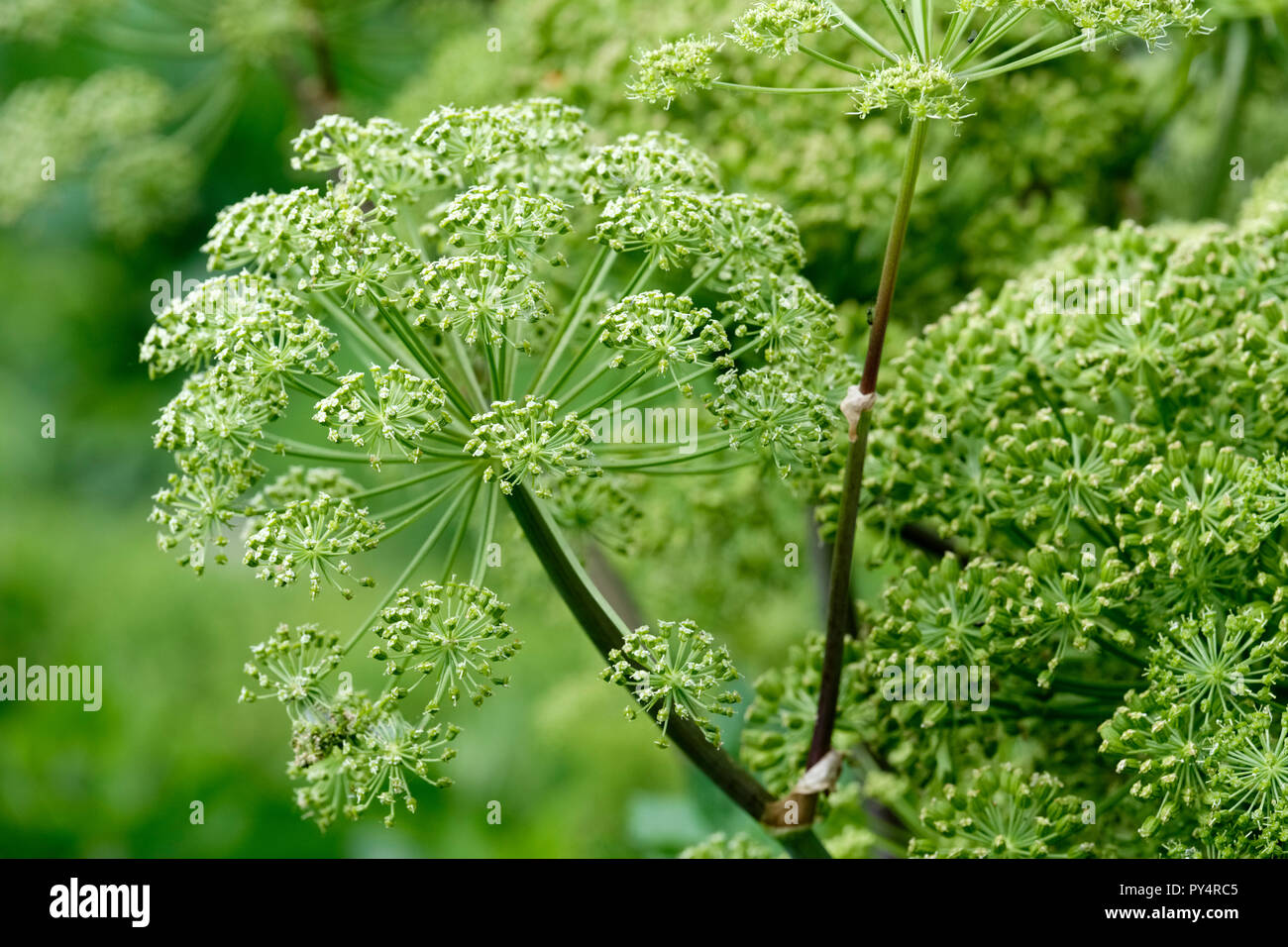 Garten Angelica archangelica Angelica, wilde Sellerie und norwegischen Angelica Stockfoto