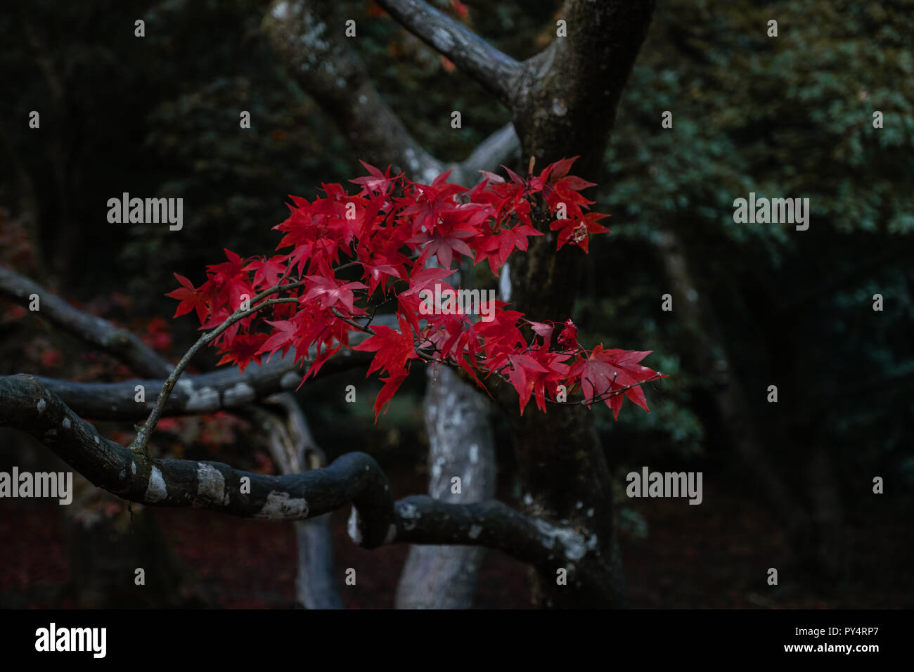 Blätter im Herbst in Westonbirt Stockfoto