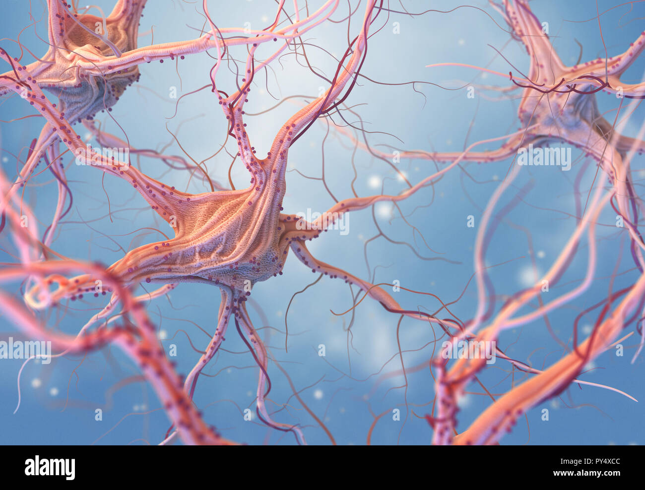 Neuronen und das Nervensystem. 3D-Render von Nervenzellen. 3D-Darstellung Stockfoto