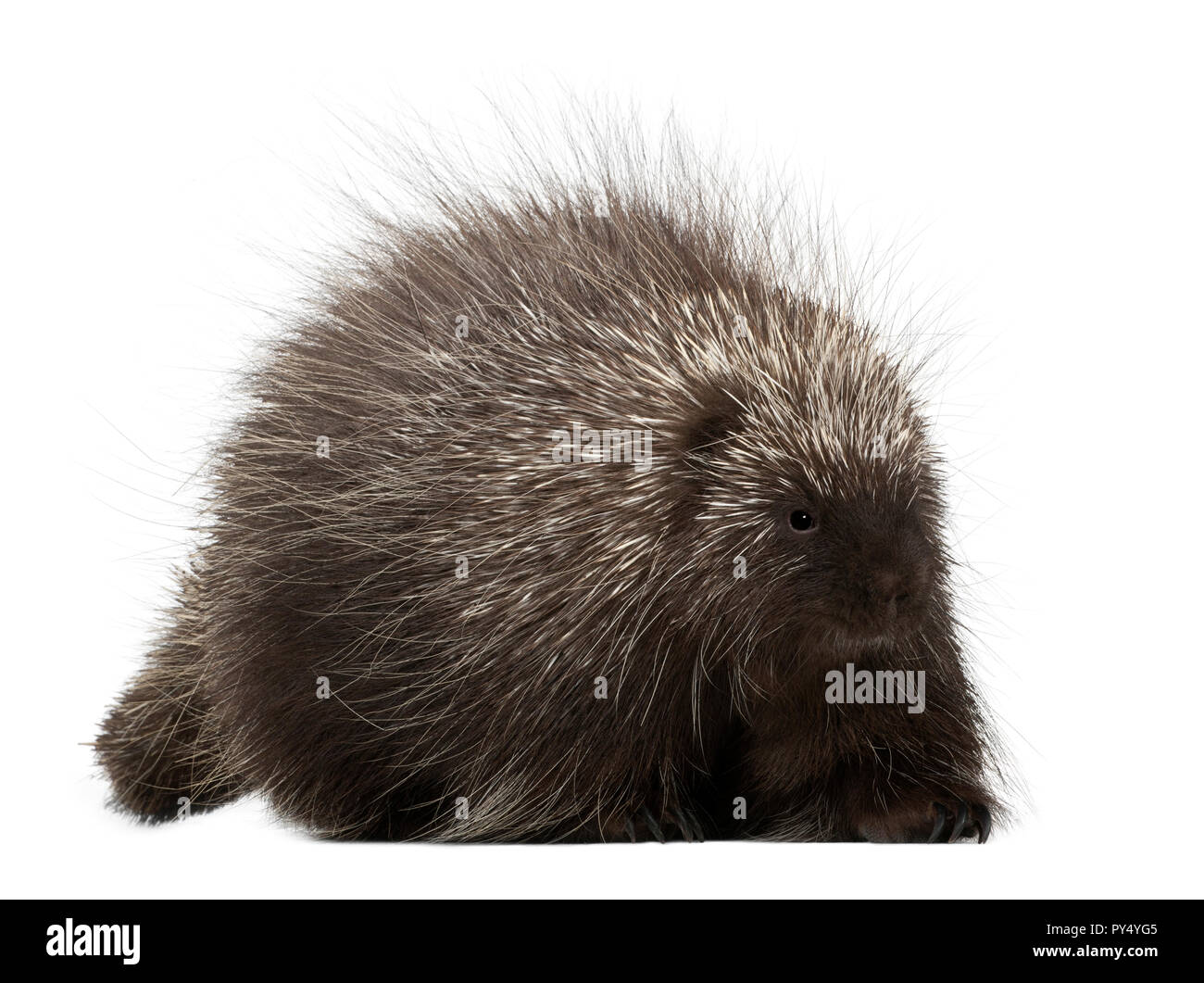 North American Stachelschwein, Erethizon Dorsatum, auch bekannt als Canadian Porcupine oder gemeinsame Stachelschwein vor weißem Hintergrund Stockfoto