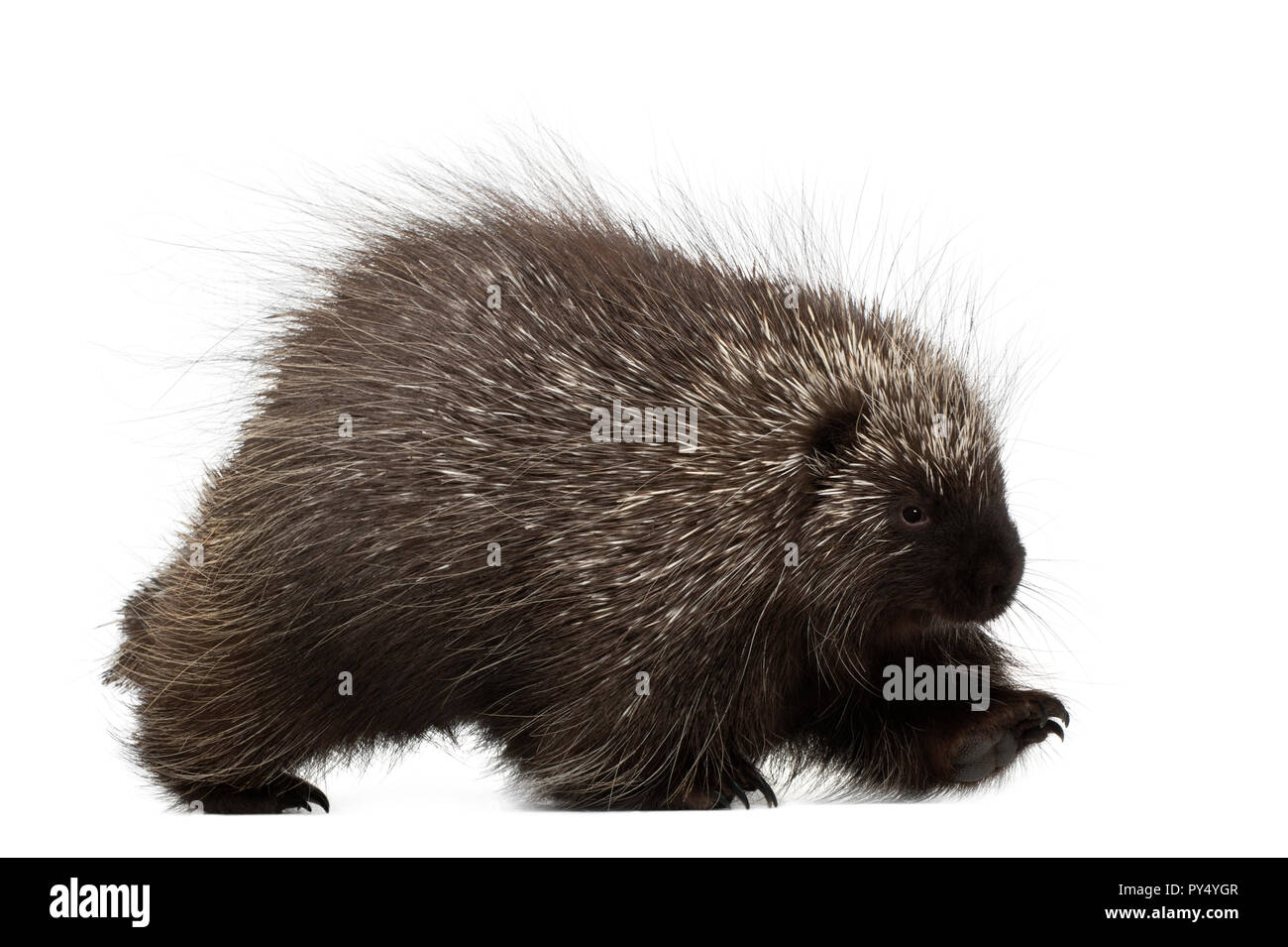 North American Porcupine wandern, Erethizon dorsatum, auch als kanadische Stachelschwein oder Common Porcupine gegen weiße Hintergrund bekannt Stockfoto
