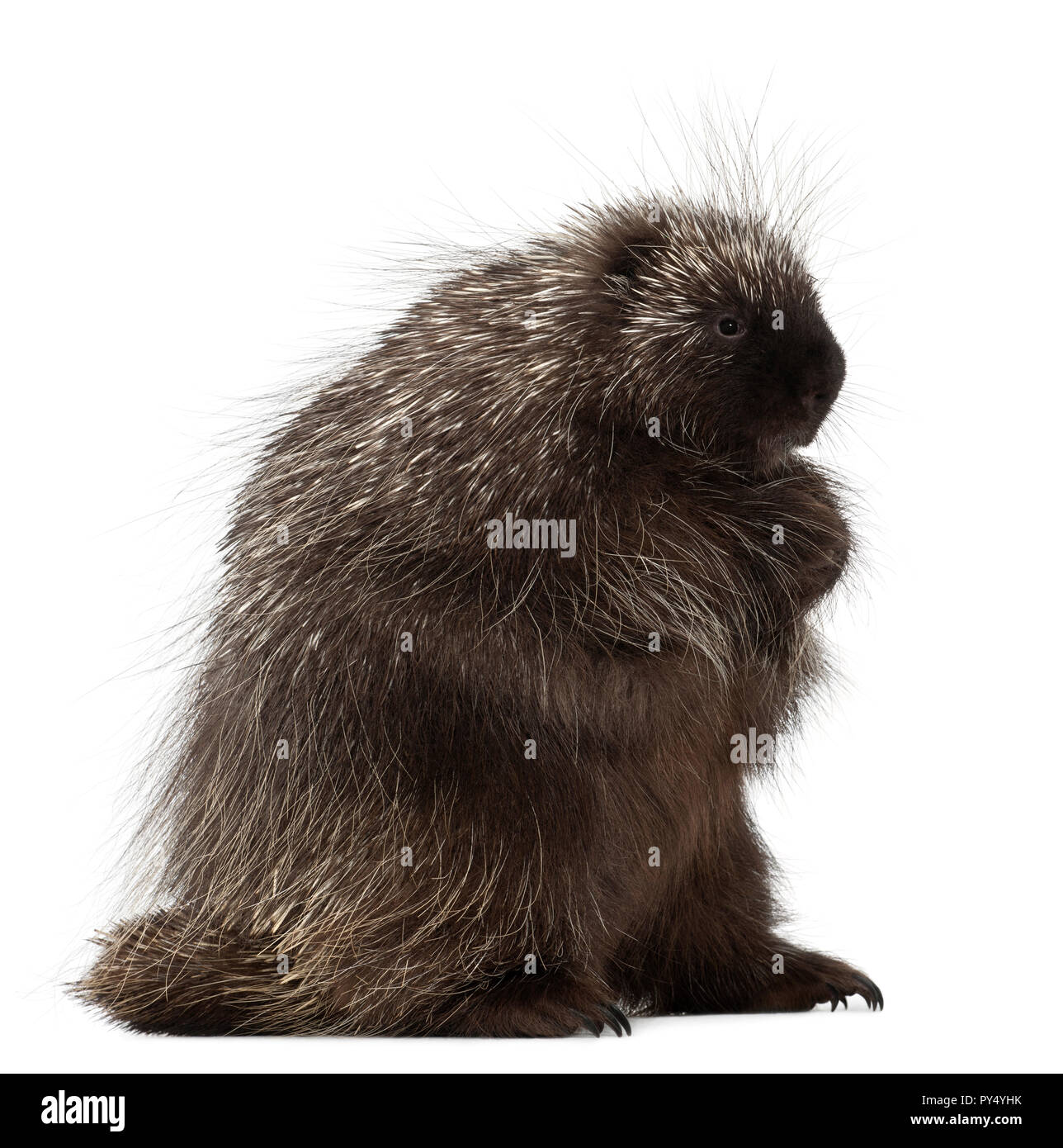 North American Stachelschwein, Erethizon Dorsatum, auch bekannt als Canadian Porcupine oder gemeinsame Stachelschwein vor weißem Hintergrund Stockfoto