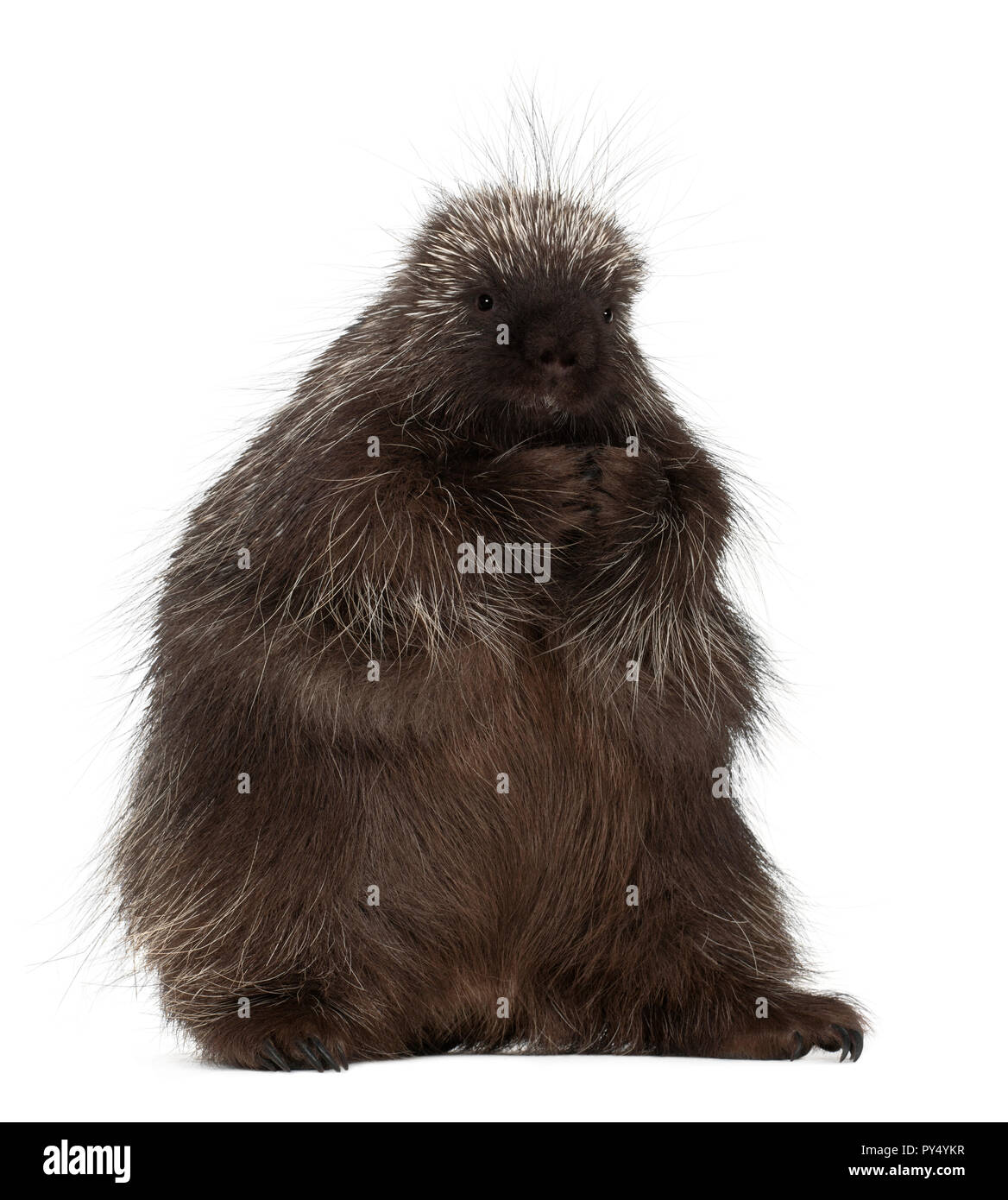 North American Stachelschwein, Erethizon Dorsatum, auch bekannt als Canadian Porcupine oder gemeinsame Stachelschwein vor weißem Hintergrund Stockfoto