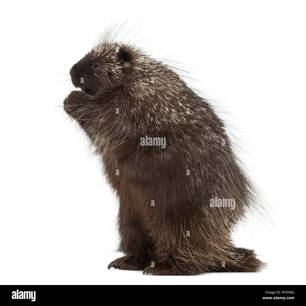 North American Porcupine steht auf den Hinterbeinen, Erethizon dorsatum, auch als kanadische Stachelschwein oder Common Porcupine gegen weiße Hintergrund bekannt Stockfoto