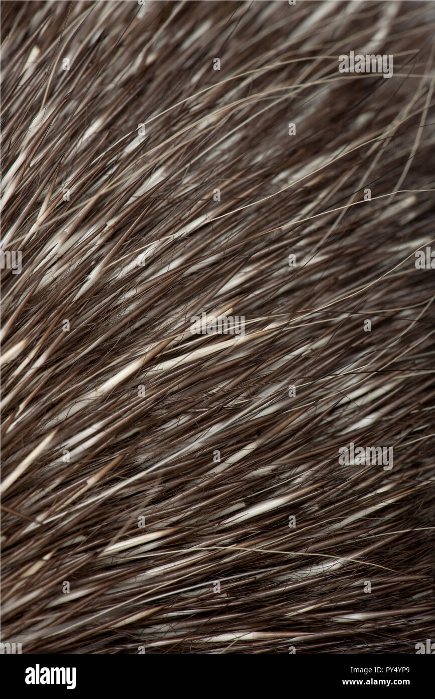 North American Porcupine, Erethizon dorsatum, auch als kanadische Krümmungsanalyse mit Stacheln Krümmungsanalyse mit Stacheln Krümmungsanalyse mit Stacheln oder Gemeinsame bekannt, der Pelz schließen Stockfoto