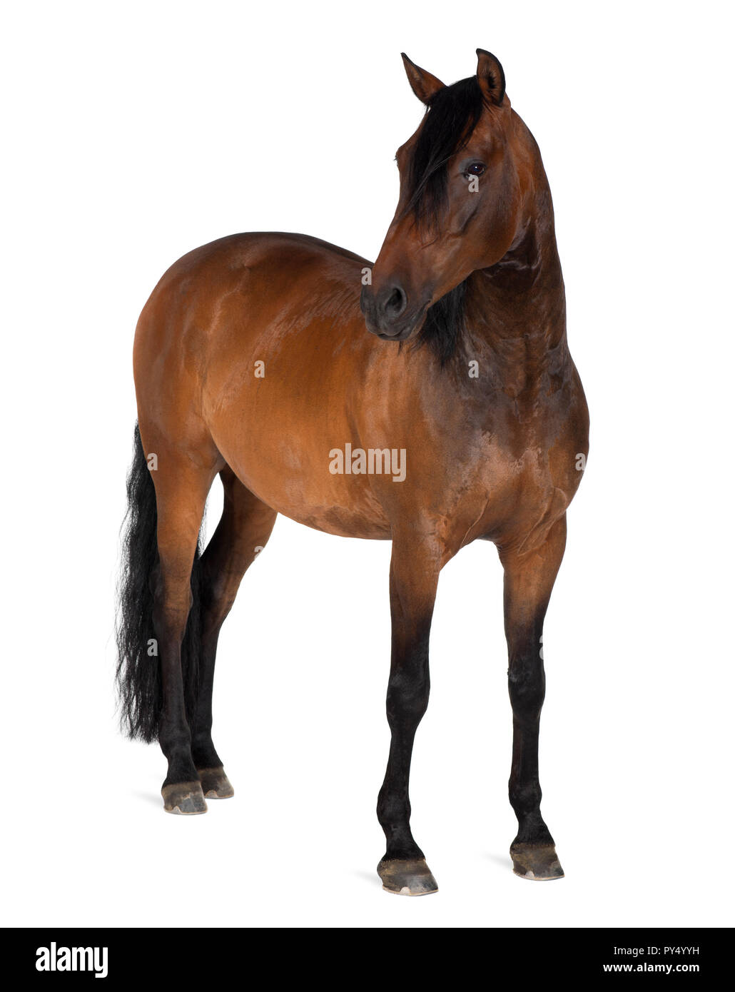 Mischling von spanischen und arabischen Pferdes, 8 Jahre alt, stehen auf weißen Hintergrund Stockfoto