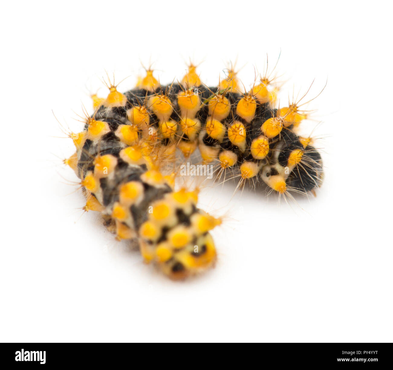 Caterpillar von riesigen Peacock Motte, 15 Tage alt, Saturnia pyri, vor weißem Hintergrund Stockfoto