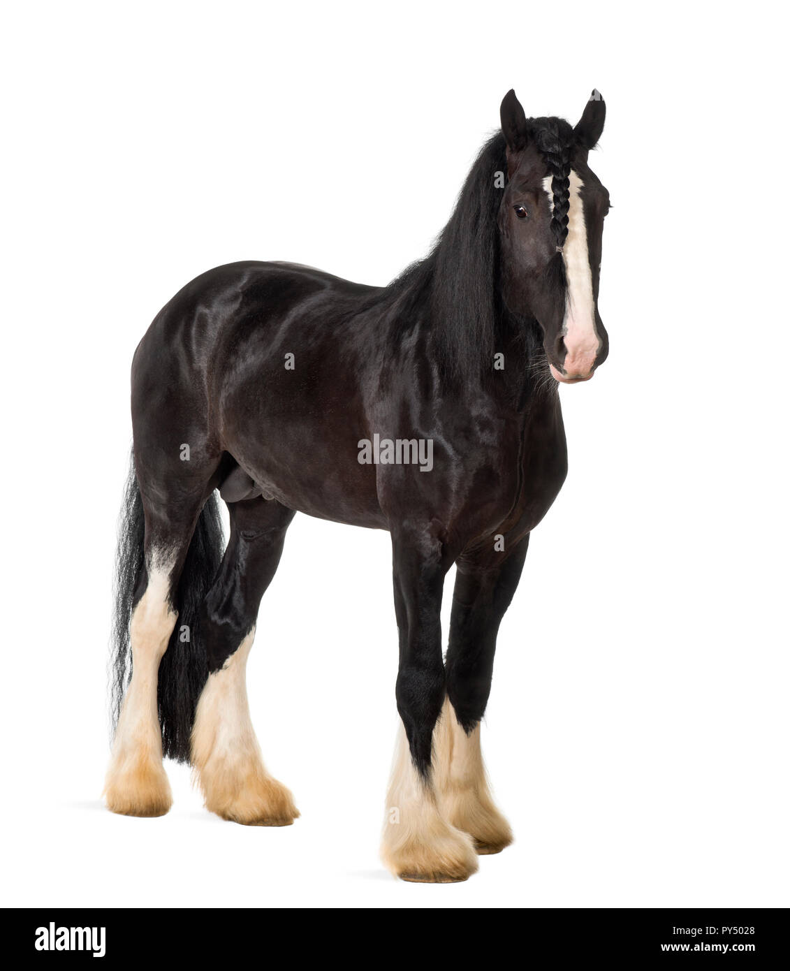 Shire Horse stehend vor weißem Hintergrund Stockfoto Shire Horse stehend vor weißem Hintergrund Stockfoto