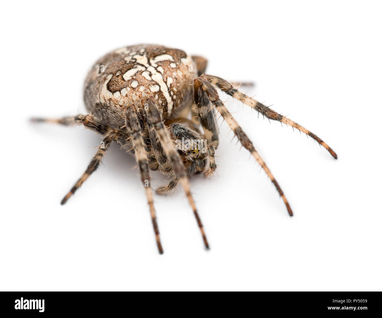 European Garden Spider, Araneus diadematus, rollte sich vor weißem Hintergrund Stockfoto